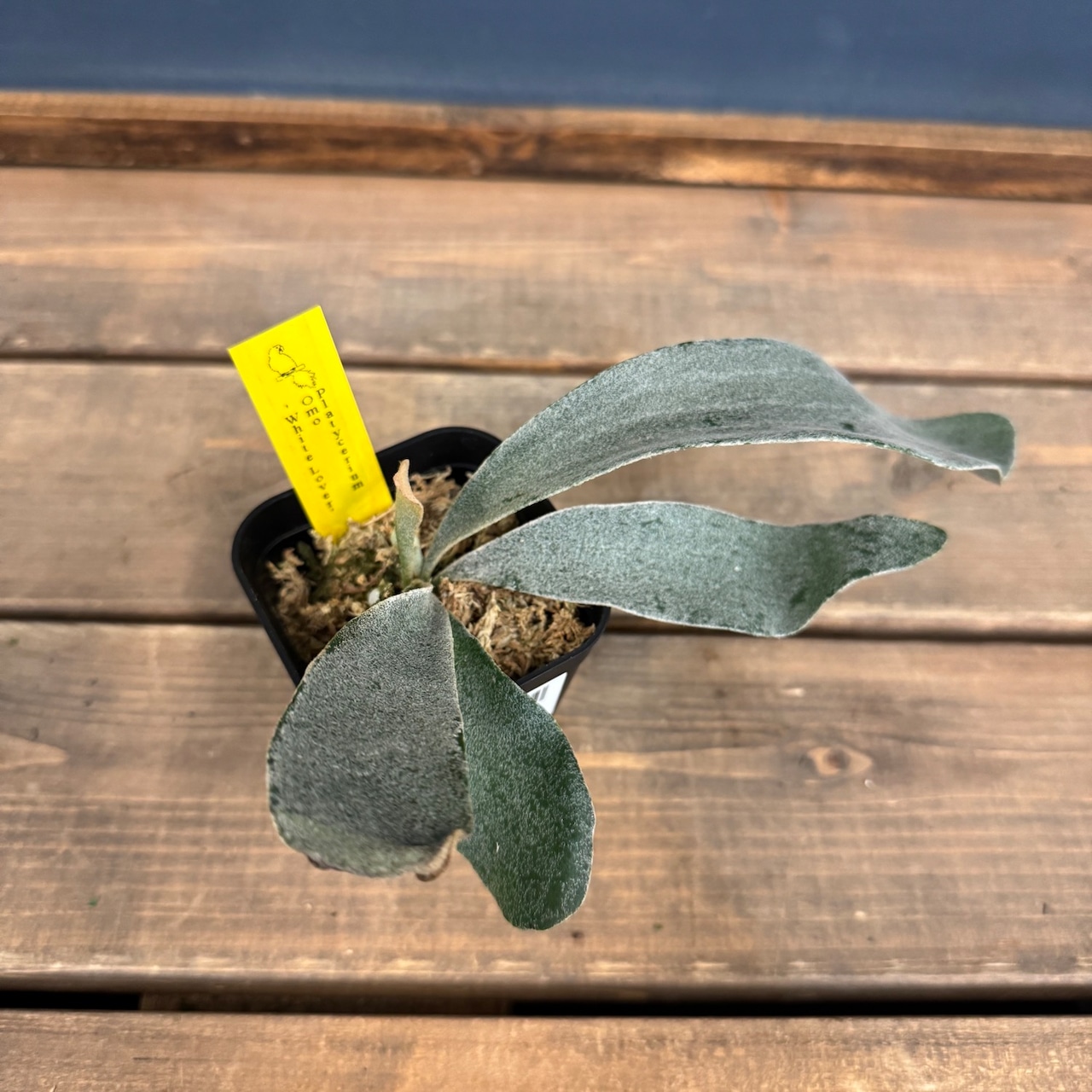 ビカクシダ　Platycerium omo white lover【902】