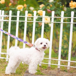 MEXICAN WOVEN LEASH