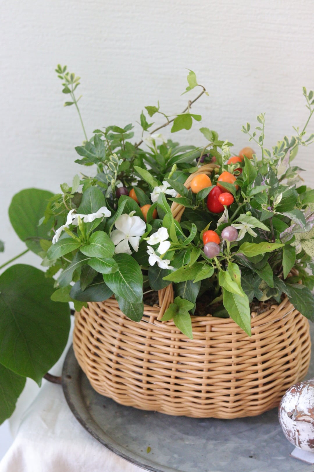 日々草サマーミント＆トウガラシの籠寄せ植え | Total Plants Egret