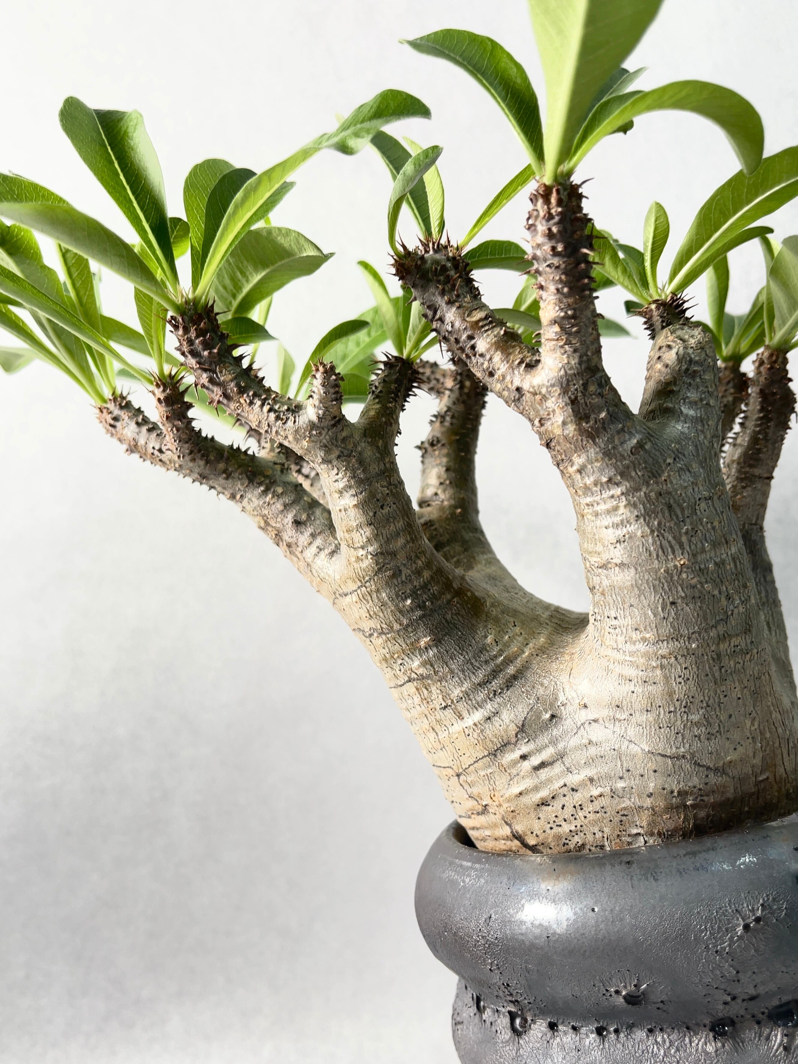 パキポディウム・ホロンベンセ | trigger