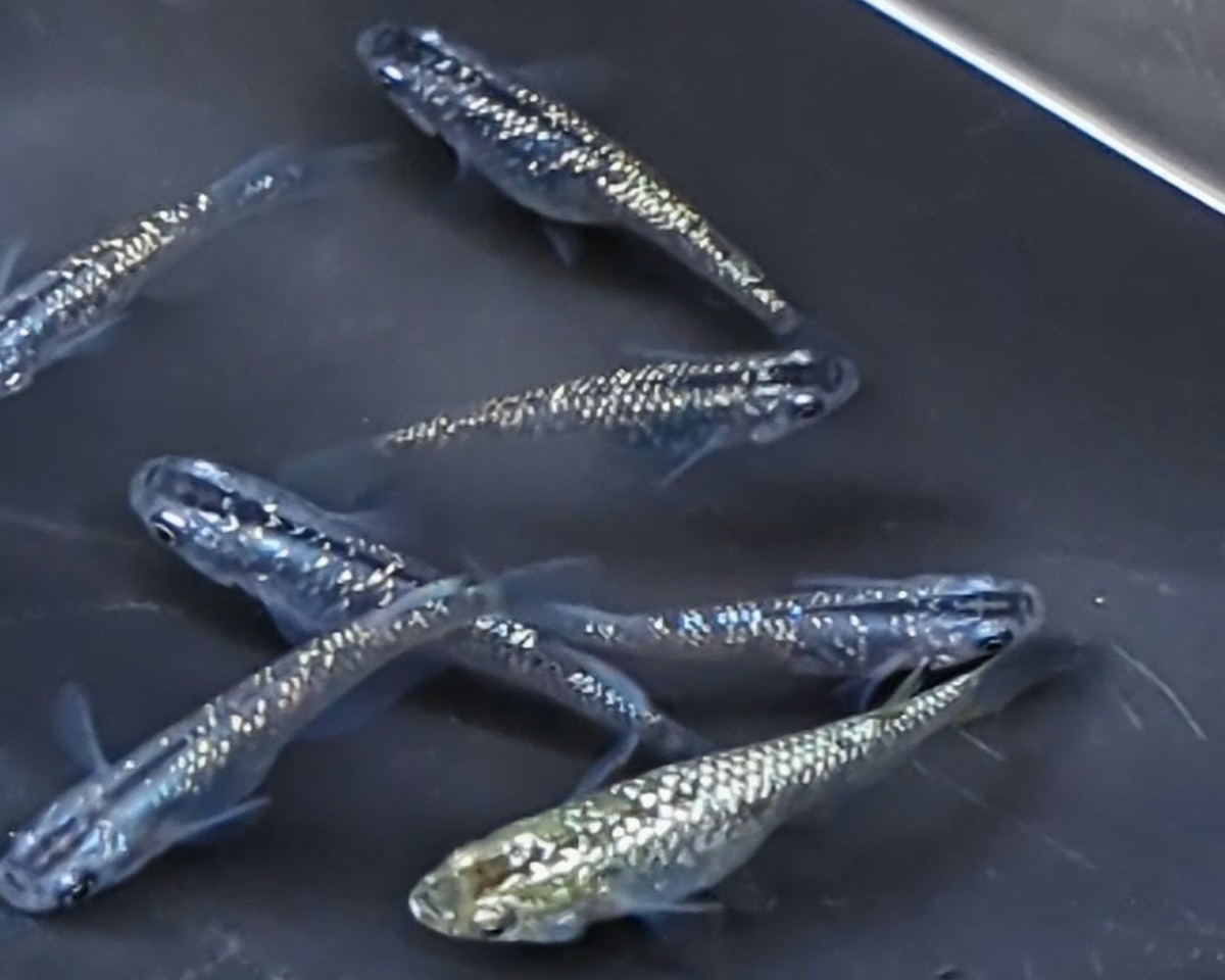 メダカ 金平糖ゴールド18Kシルバーブルー系 若魚 5匹 メダカ水槽 メダカ種類