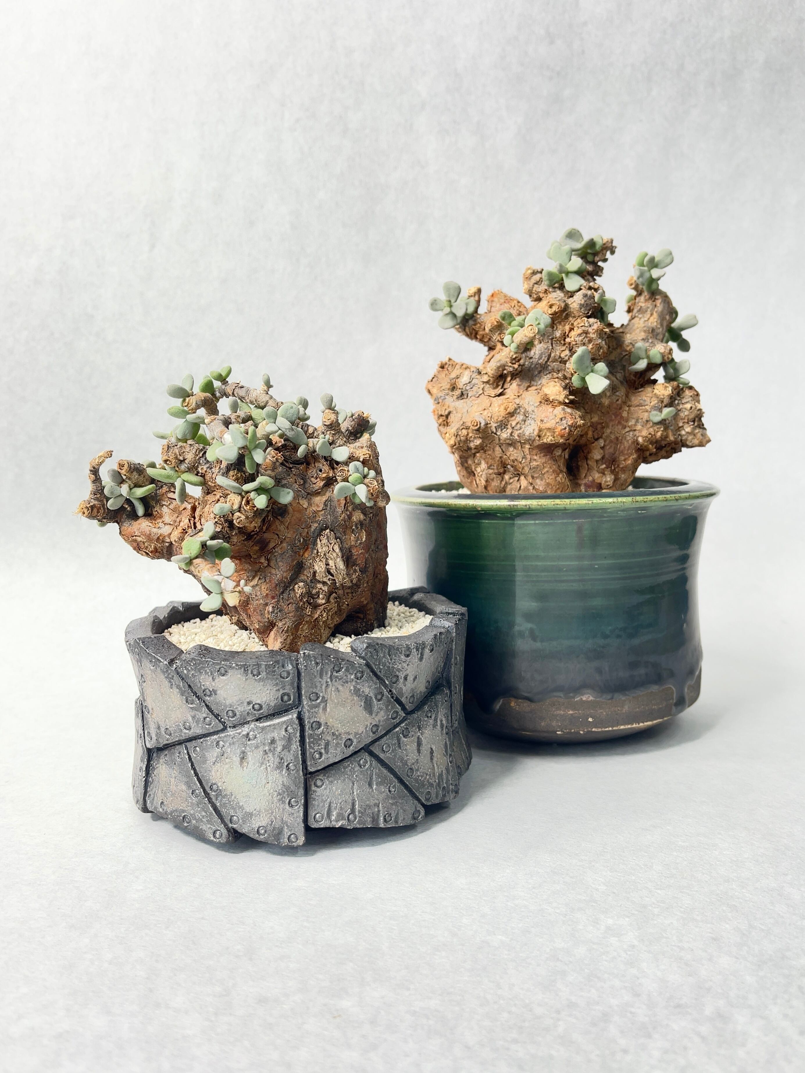 ケラリア・ピグマエア | trigger