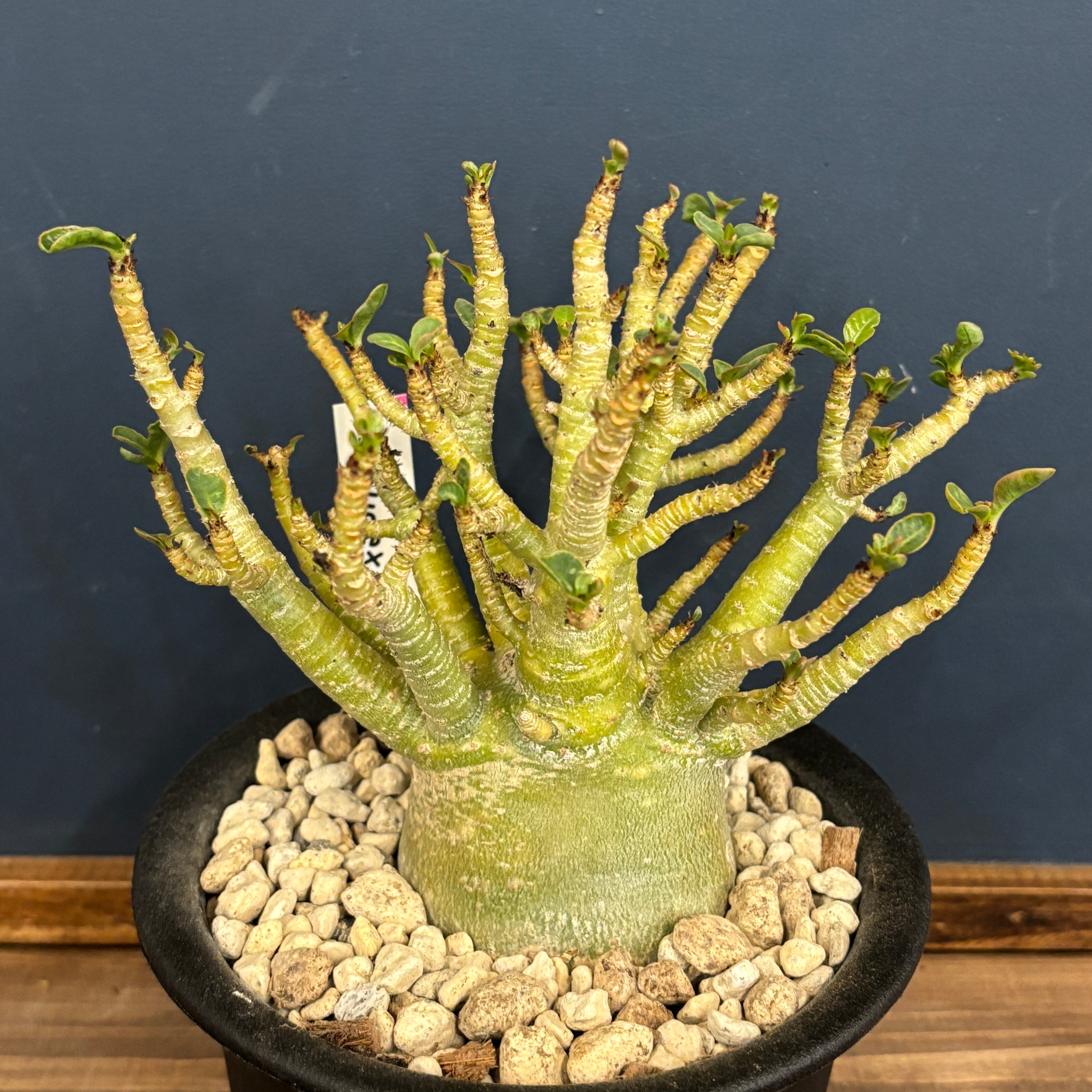 アデニウム アラビカム(アラビクム)【807】