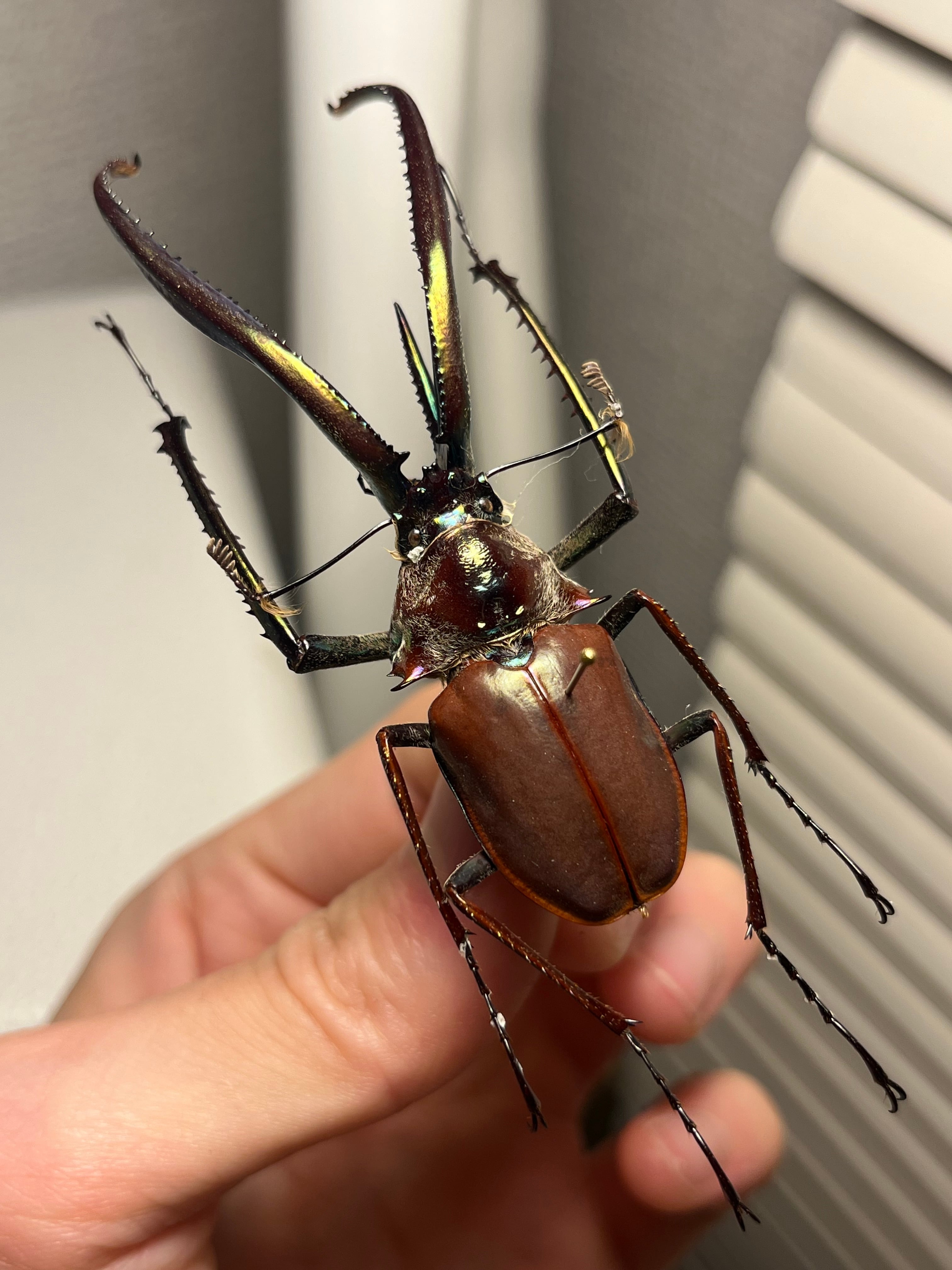 75mm】チリクワガタ メタリフェルホソアカクワガタ Wild 昆虫標本