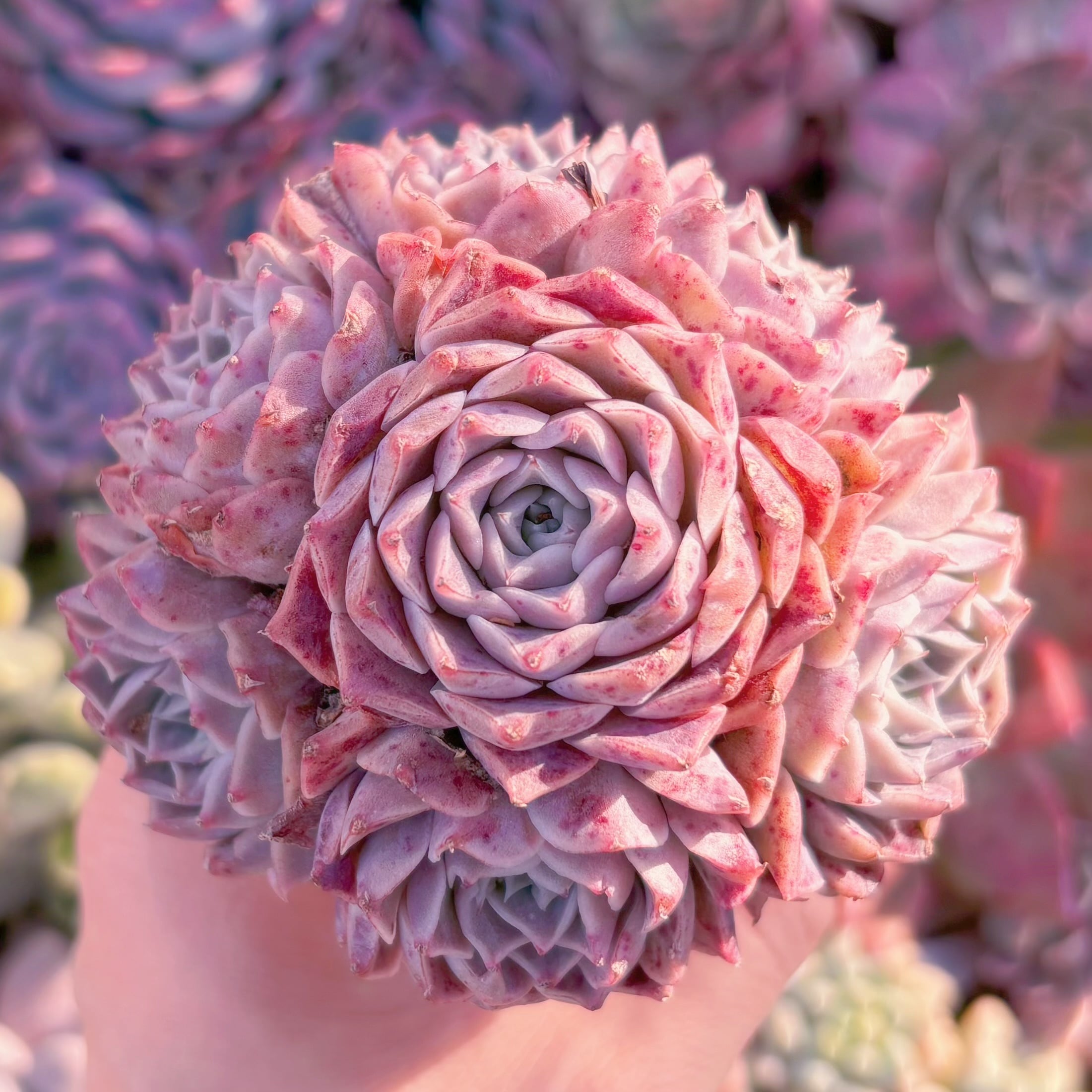 多肉植物　ヘレナ　群生　新入荷　るる農園