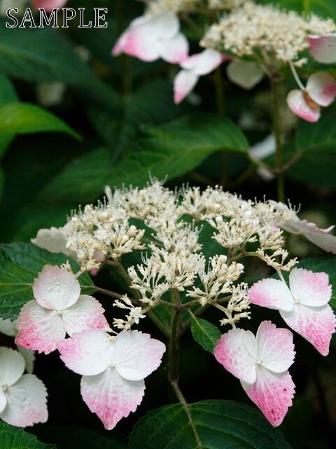 アジサイ　彩々　TIFF (4)