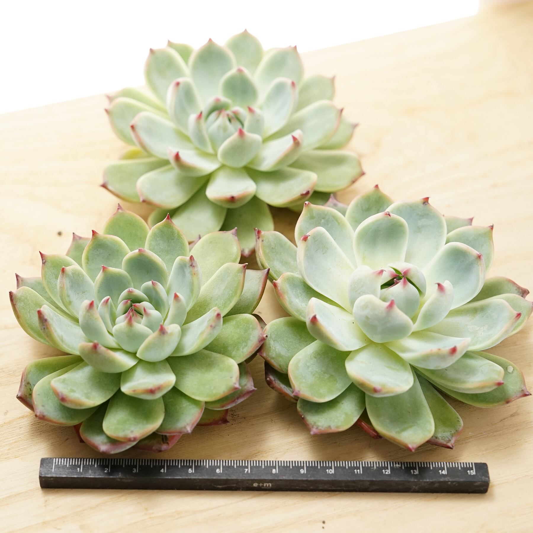 多肉植物エケベリア中里リンゼアナ株分け抜き苗速達発送 多肉植物エケベリア中里リンゼアナ株分け抜き苗速達発送