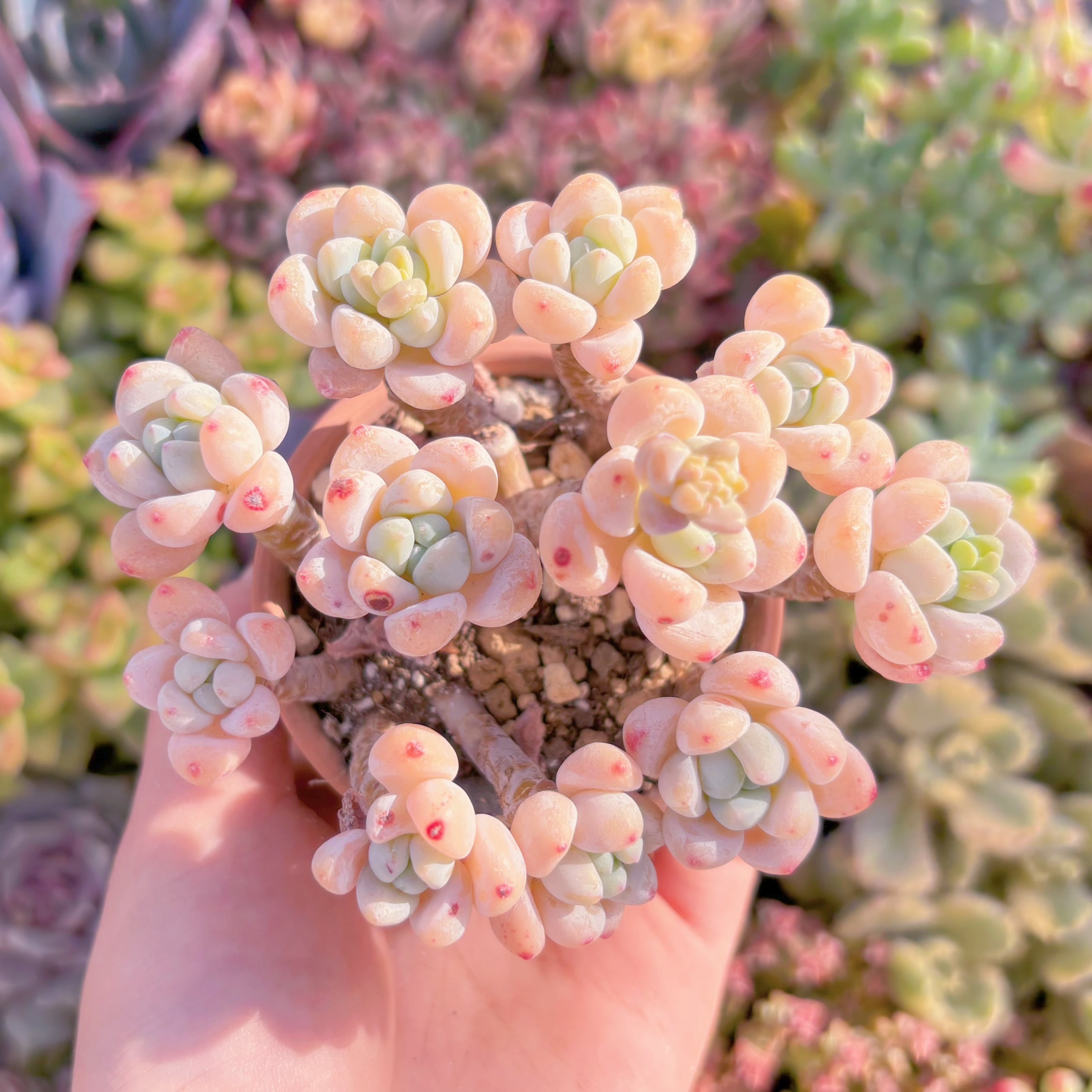 現品　ピンクラウル#628　群生　るる農園