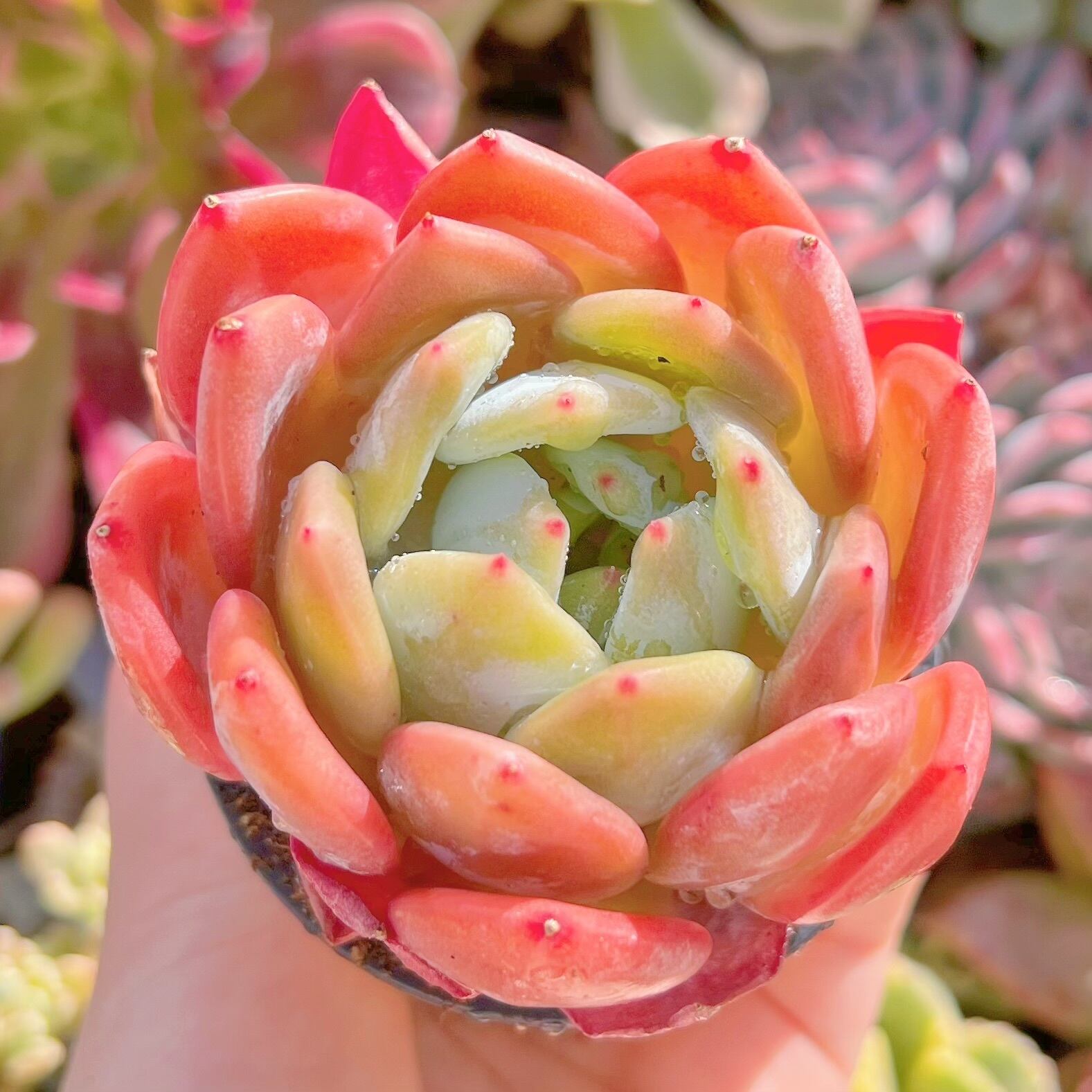 現品　スウィートプリンセス#015   るる農園