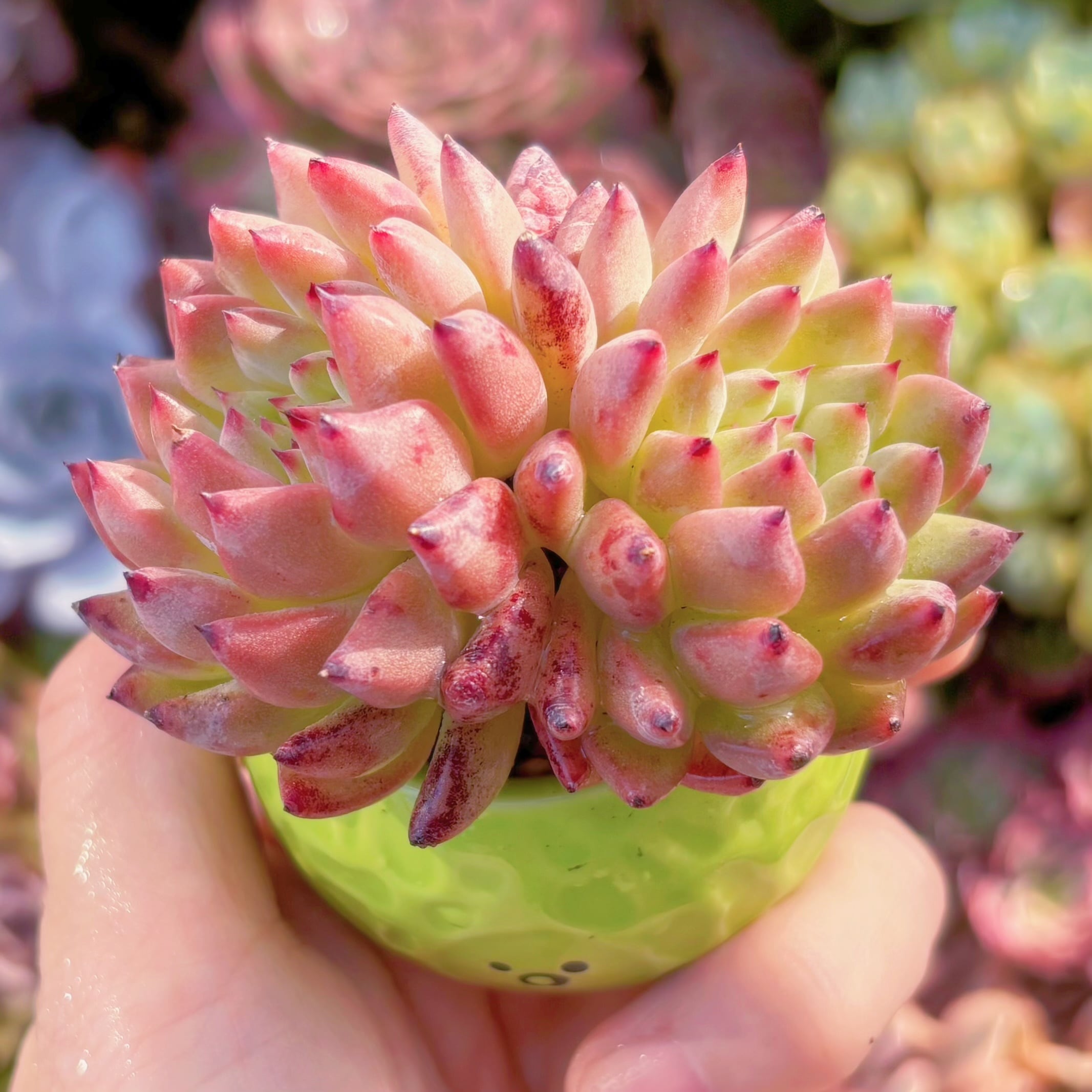 多肉植物　胭脂扣　2頭群生　新入荷　るる農園