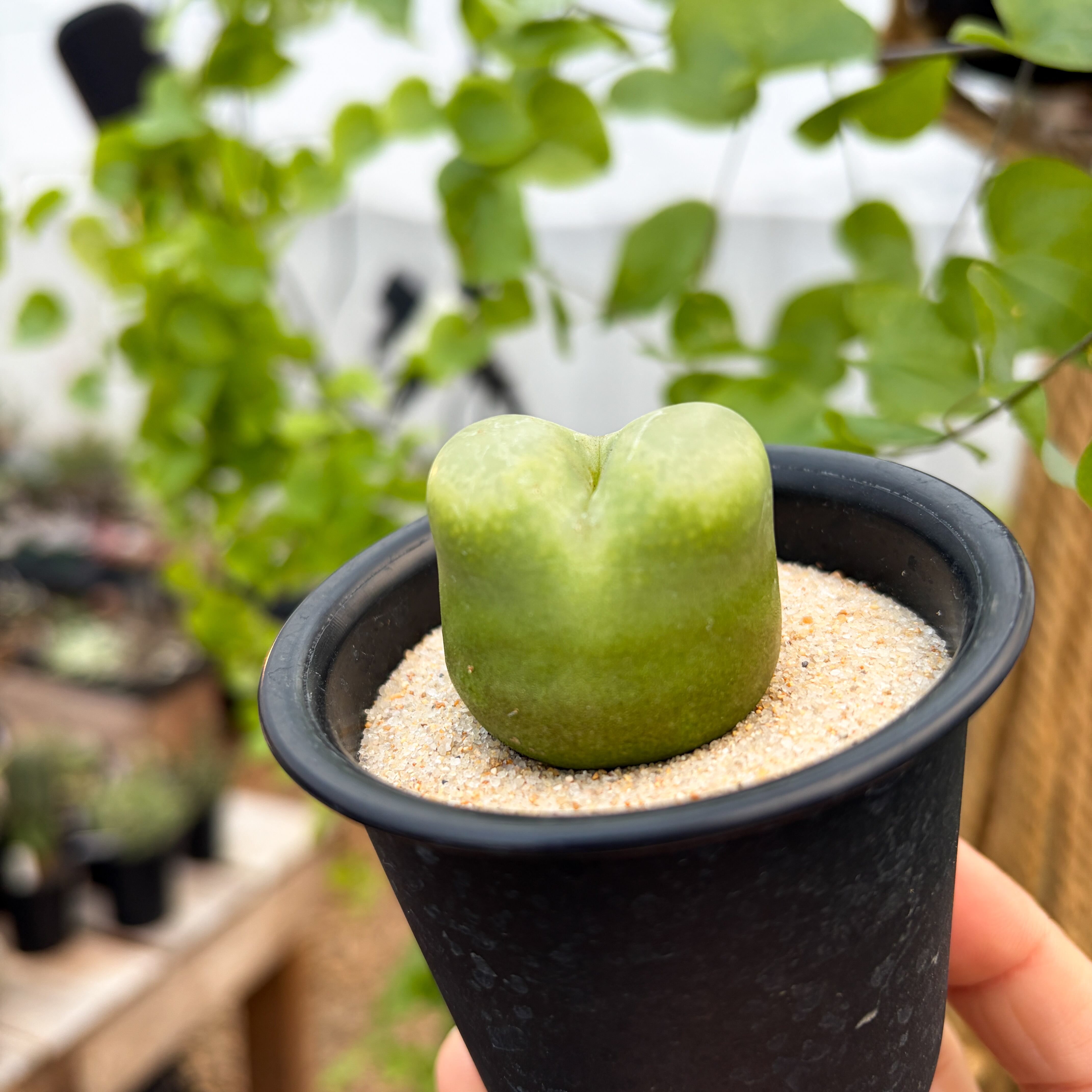 Conophytum ratum【コノフィツム・桃尻娘】 | RIMO'S GREEN 【Saboten