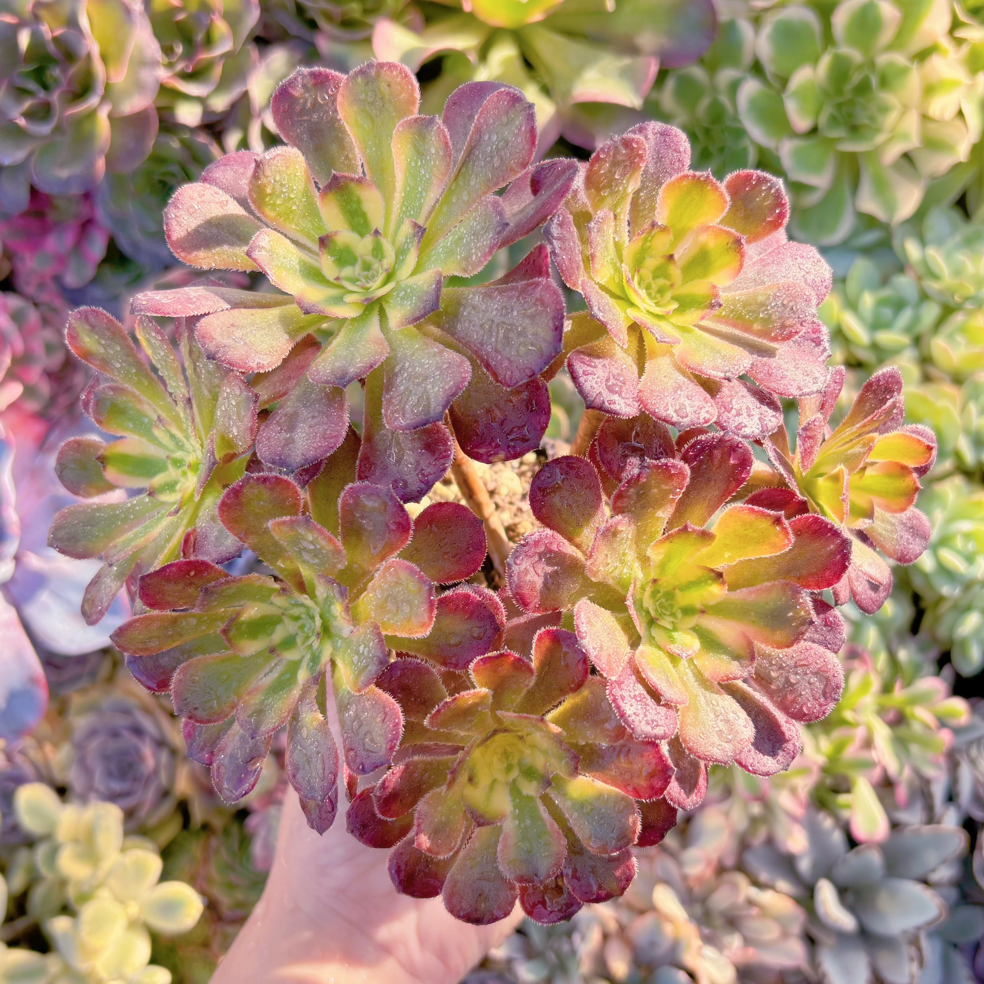 現品　ブラックチェリー#915　群生　るる農園