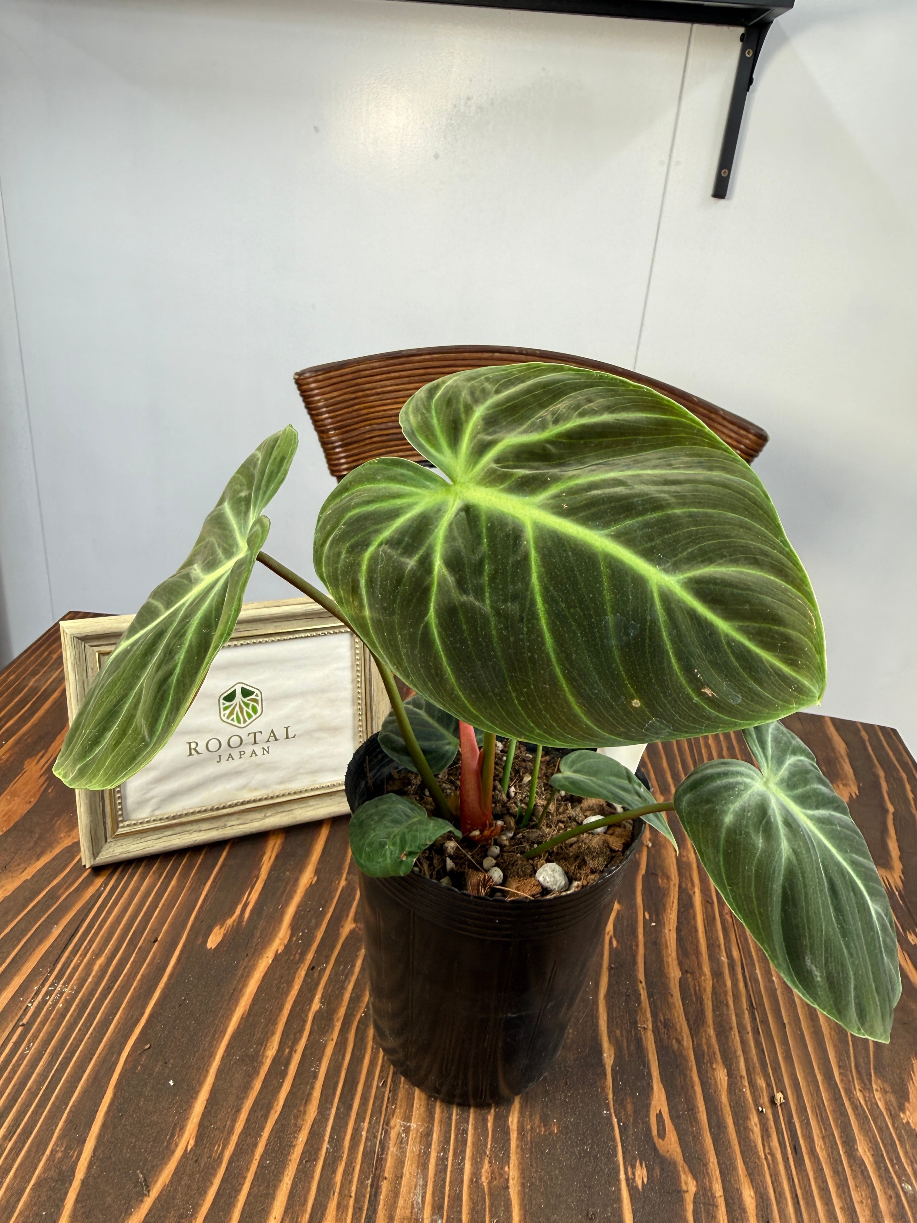 ☆2181 フィロデンドロン エルチョコレッド（3.5号ポット） | ROOTALPLANTS