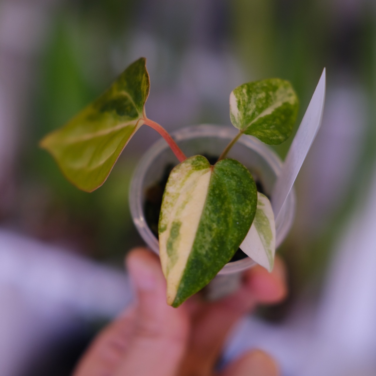 【希少】Anthurium Yellow Bell × Red Chocolate③│観葉植物