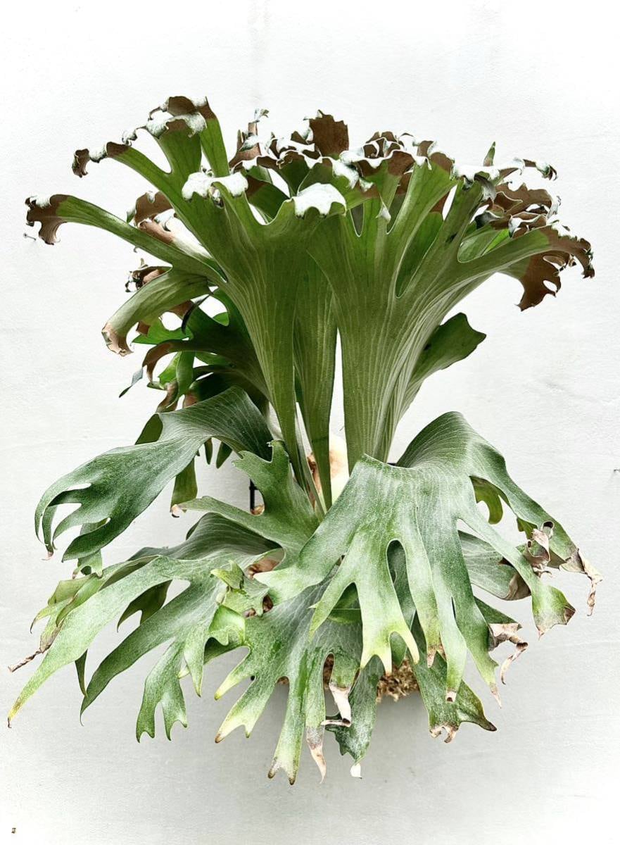 P. hillii 'Fujin' ビカクシダ ヒリー '風神' | vandaka plants