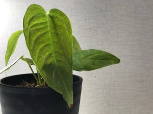 アンスリウム ベイチー