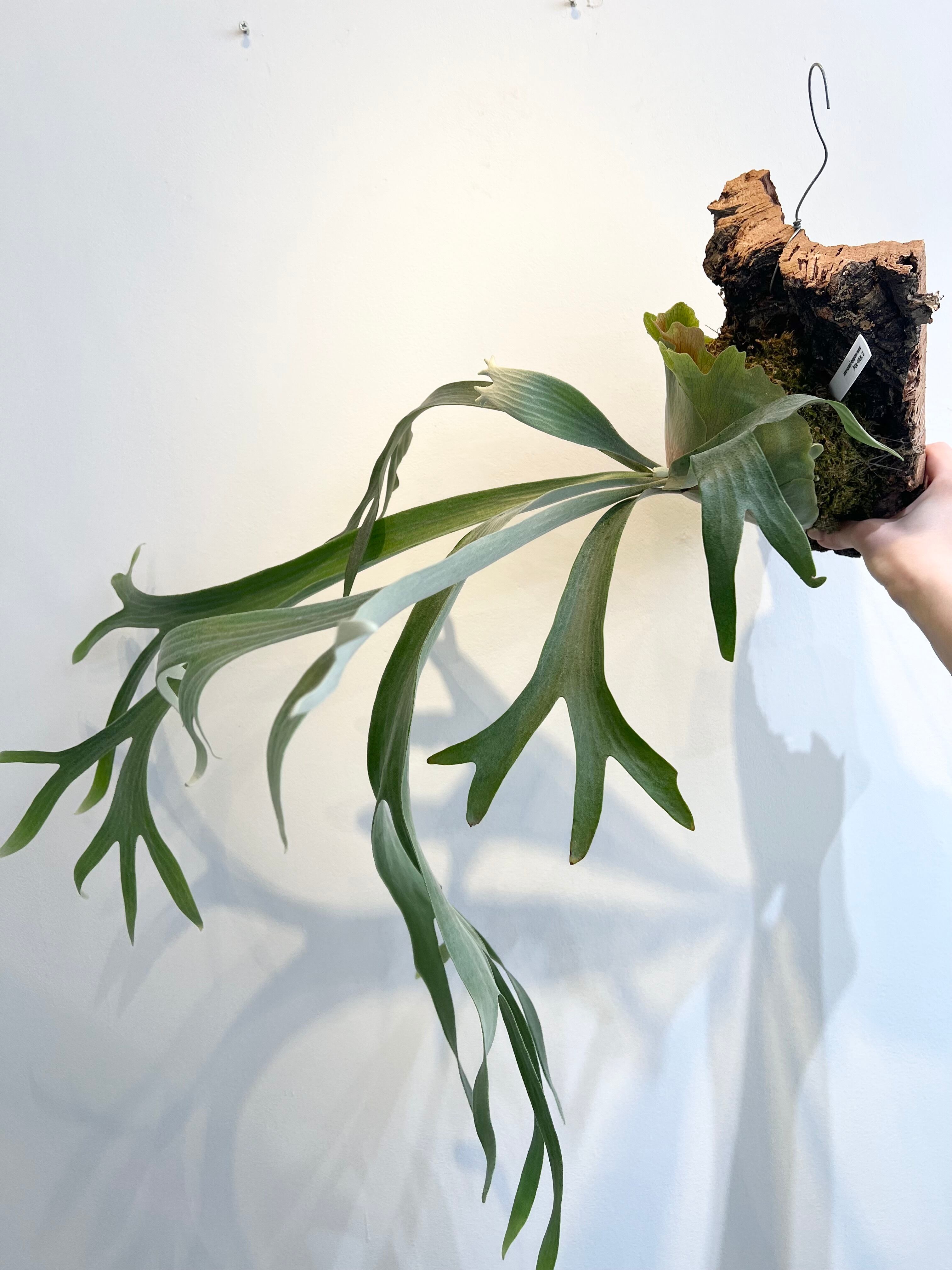 ビカクシダ☆P.White Wing☆ホワイト ウィング☆板付け 【公式通販】