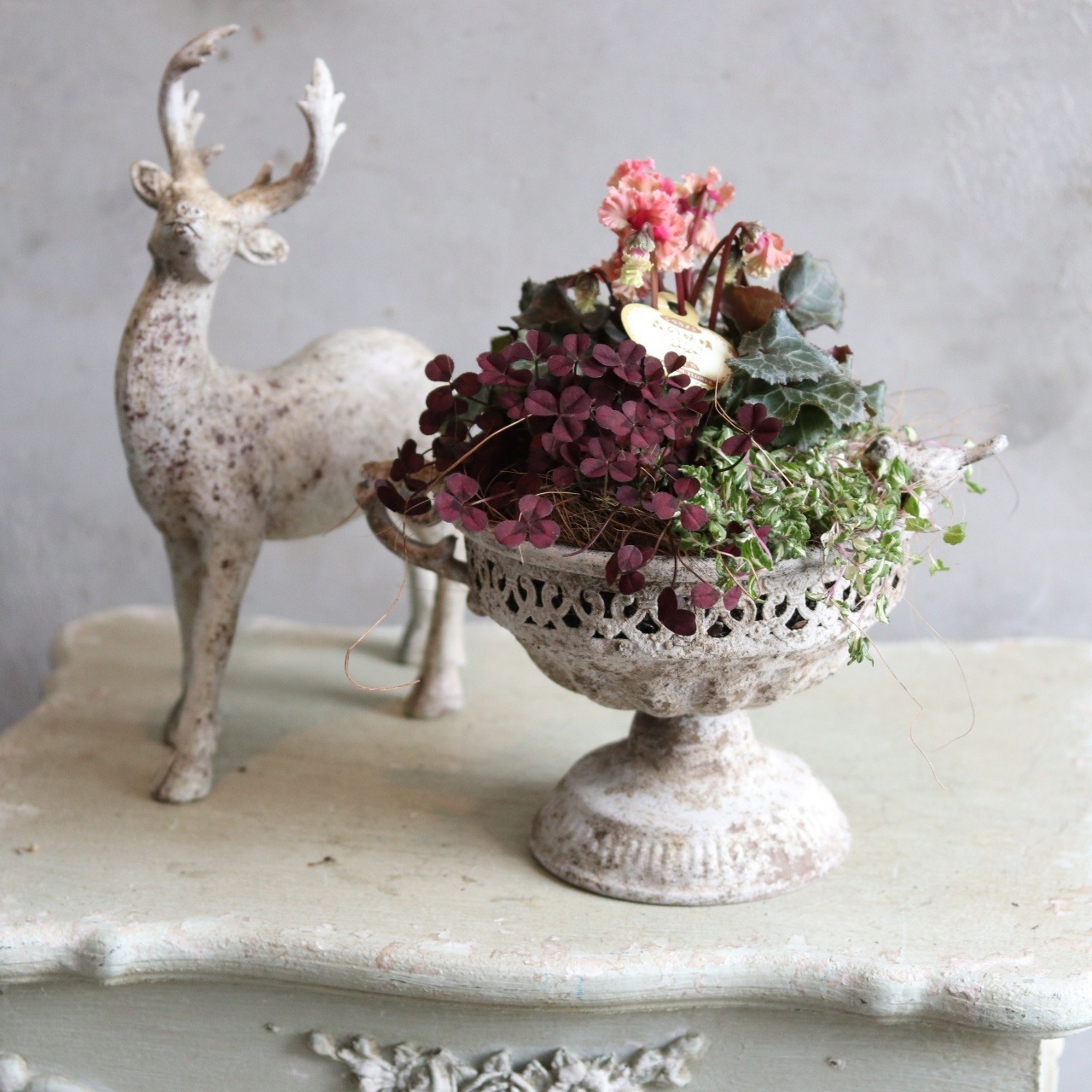 冬かや春に楽しむ寄せ植え｜シャビーなポットのアンティークなシクラメン　届いてすぐ玄関に飾れる 　プレゼントにもオススメ　