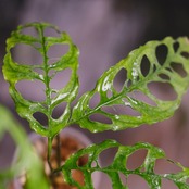 【実生】モンステラ オブリクア ペルー / Monstera Obliqua Peru⑤ / 観葉植物