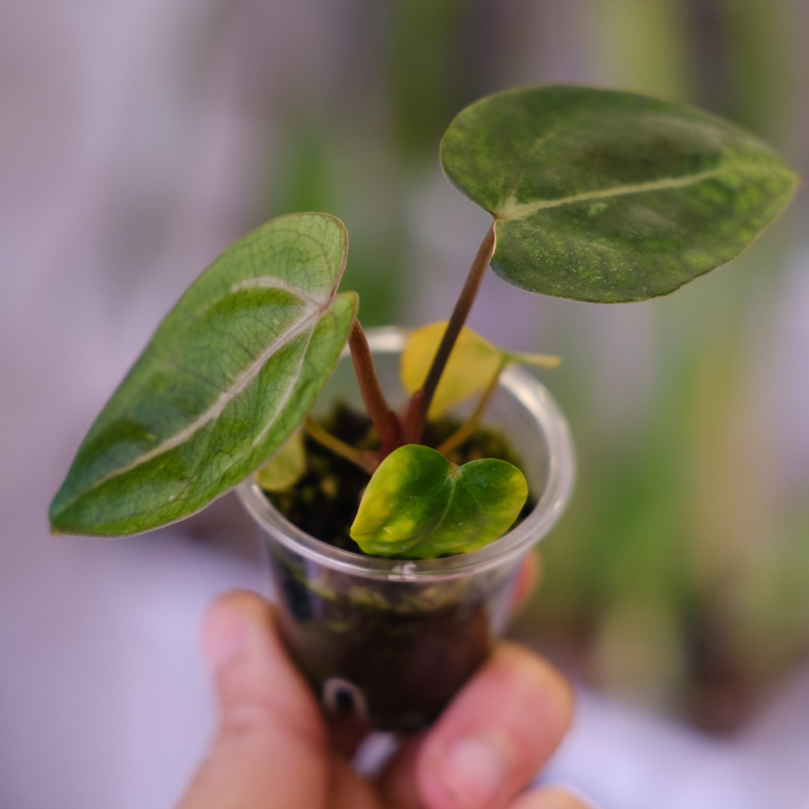 Anthurium Carlablackiae│アンスリウム カーラブラッキー│観葉植物