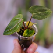 Anthurium Carlablackiae│アンスリウム カーラブラッキー│観葉植物