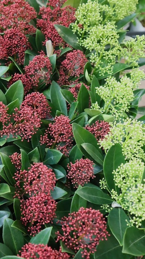 スキミア  『ルベラ』or『ホワイトグローブ』　3.5号ポット　１苗　花苗