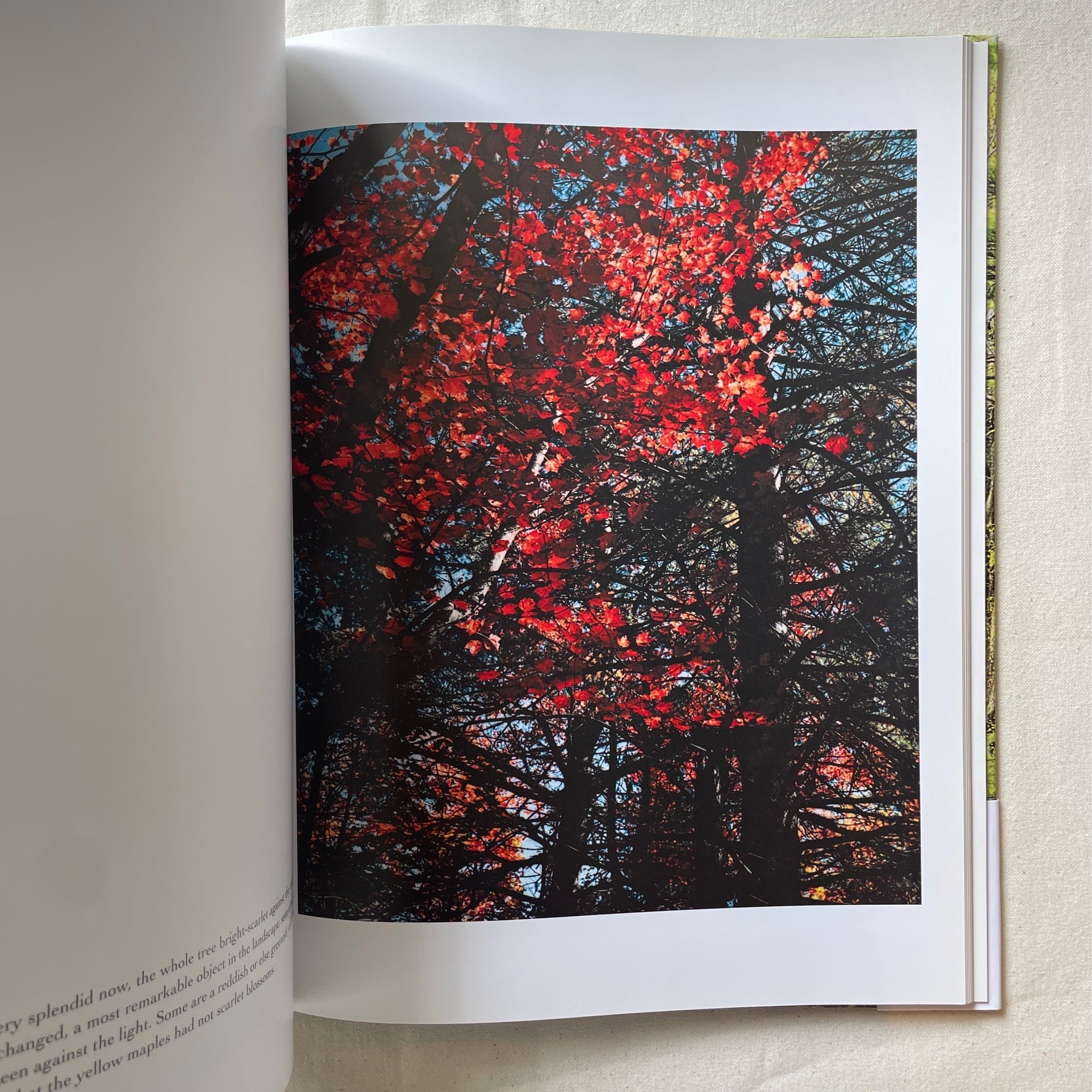 In Wildness Is the Preservation of the World / Eliot Porter、Henry