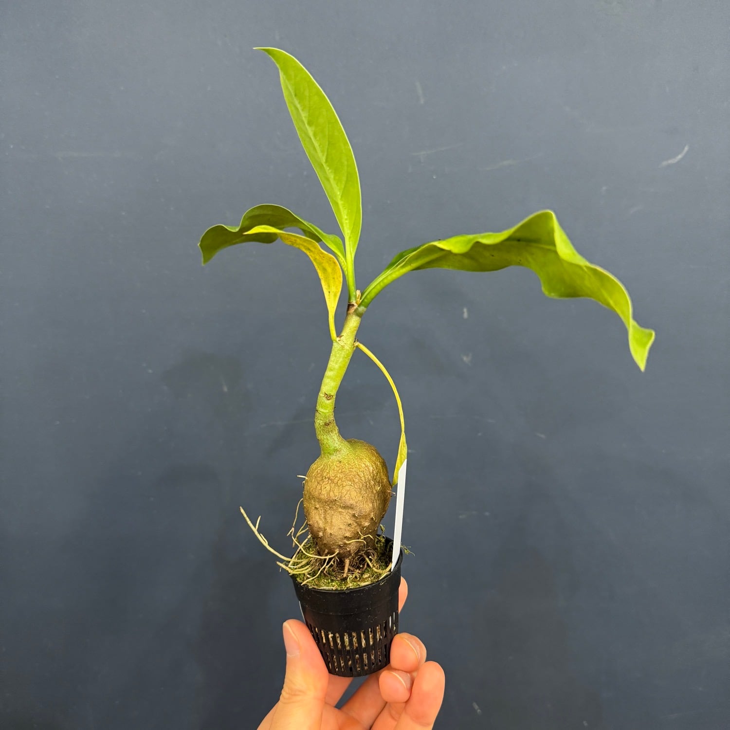 伊藤蟻】Myrmecodia tuberosa 'pulvinata' Southern Nabire, Central