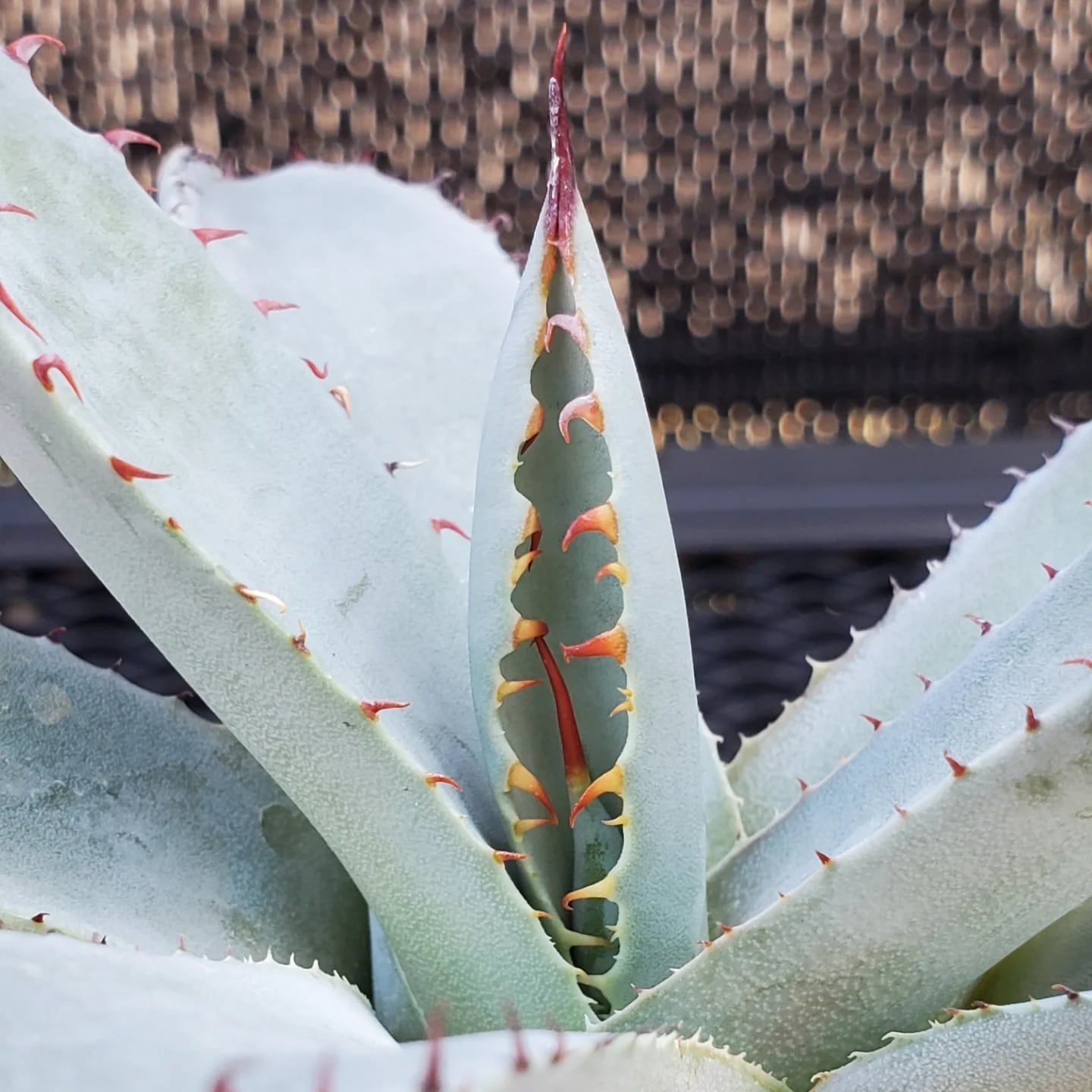 F00324_Agave parryi var. truncata：アガベ・パリー・トランカータ