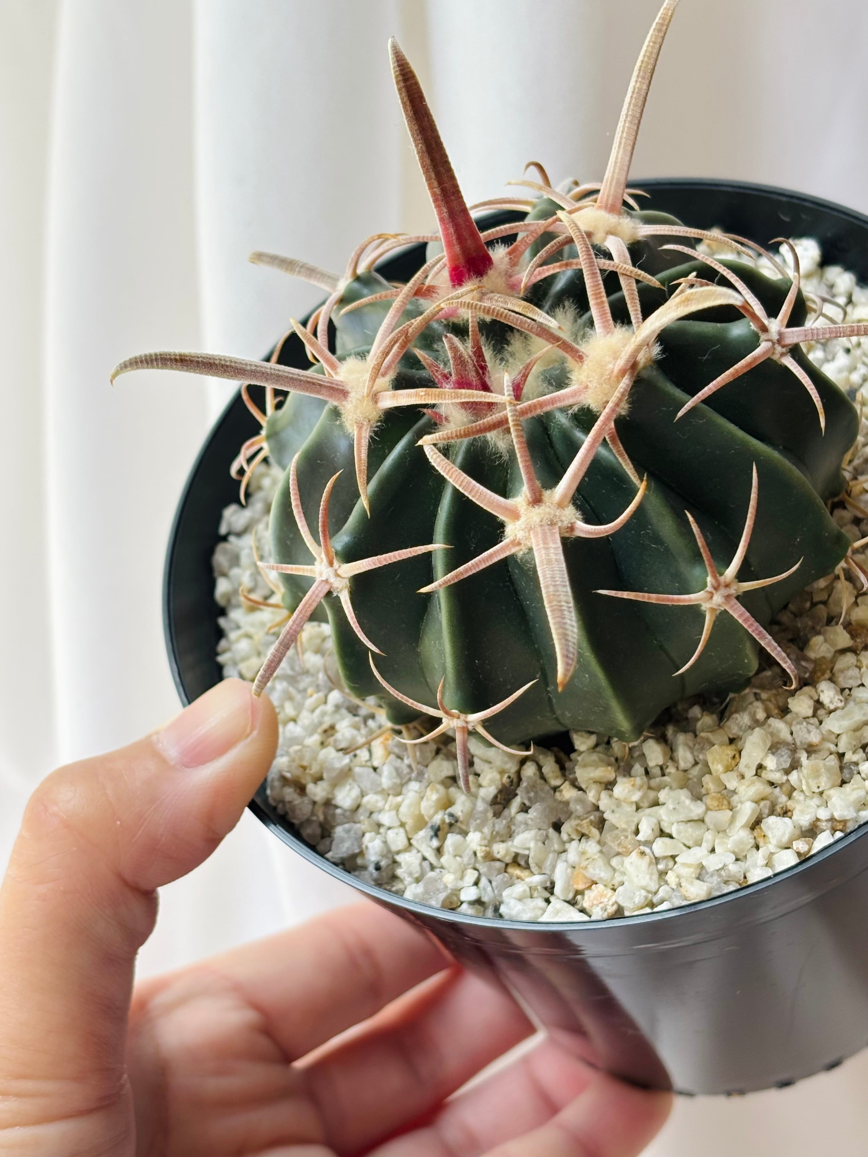 Echinocactus texensis エキノカクタス 綾波 王綾波 サボテン | plants