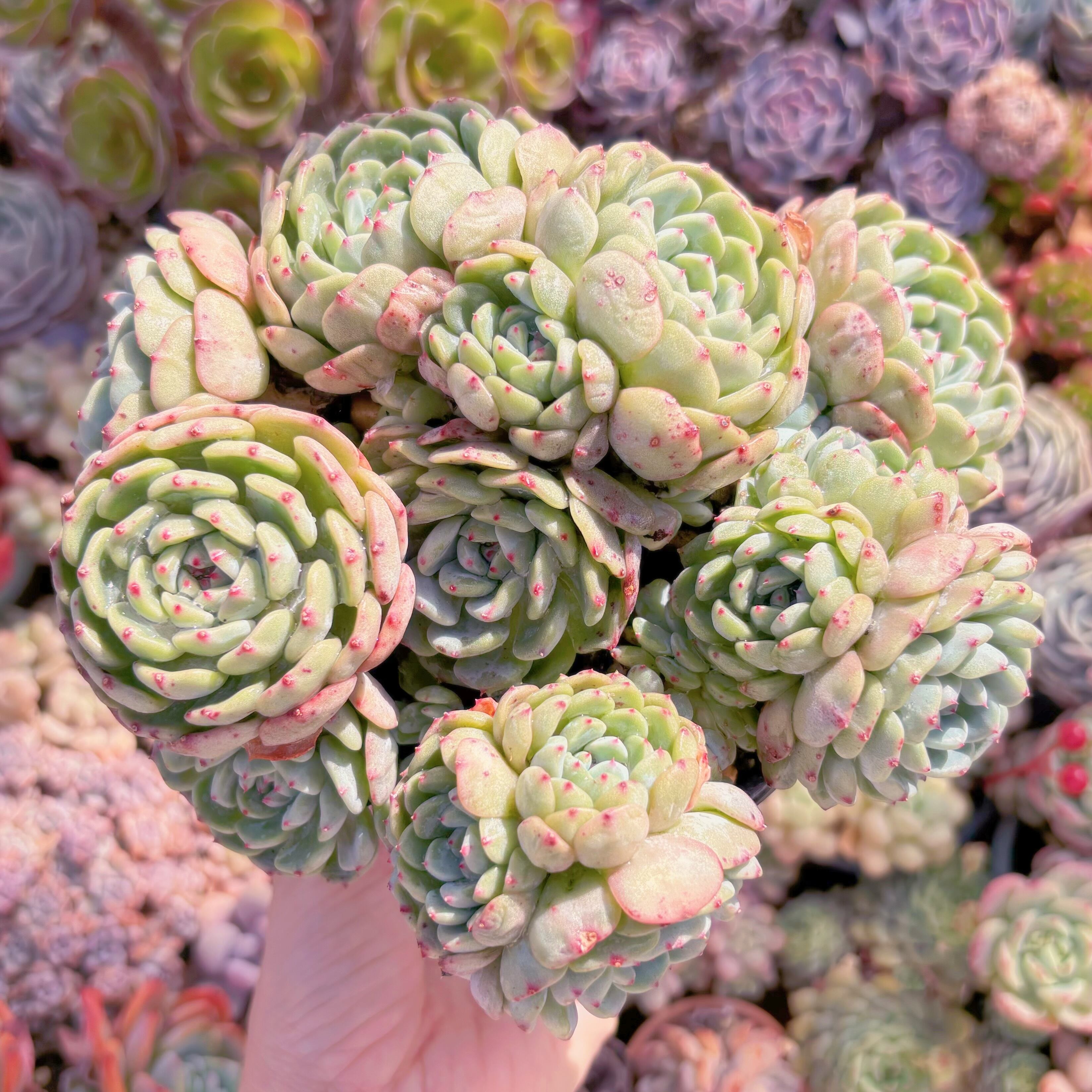 現品　ハニーベビー#006　特大群生　るる農園