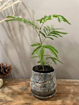 ストーンウォッシュポットBL　Lサイズ