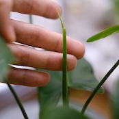 フィロデンドロン テヌー / Philodendron tenue⑤ / 観葉植物