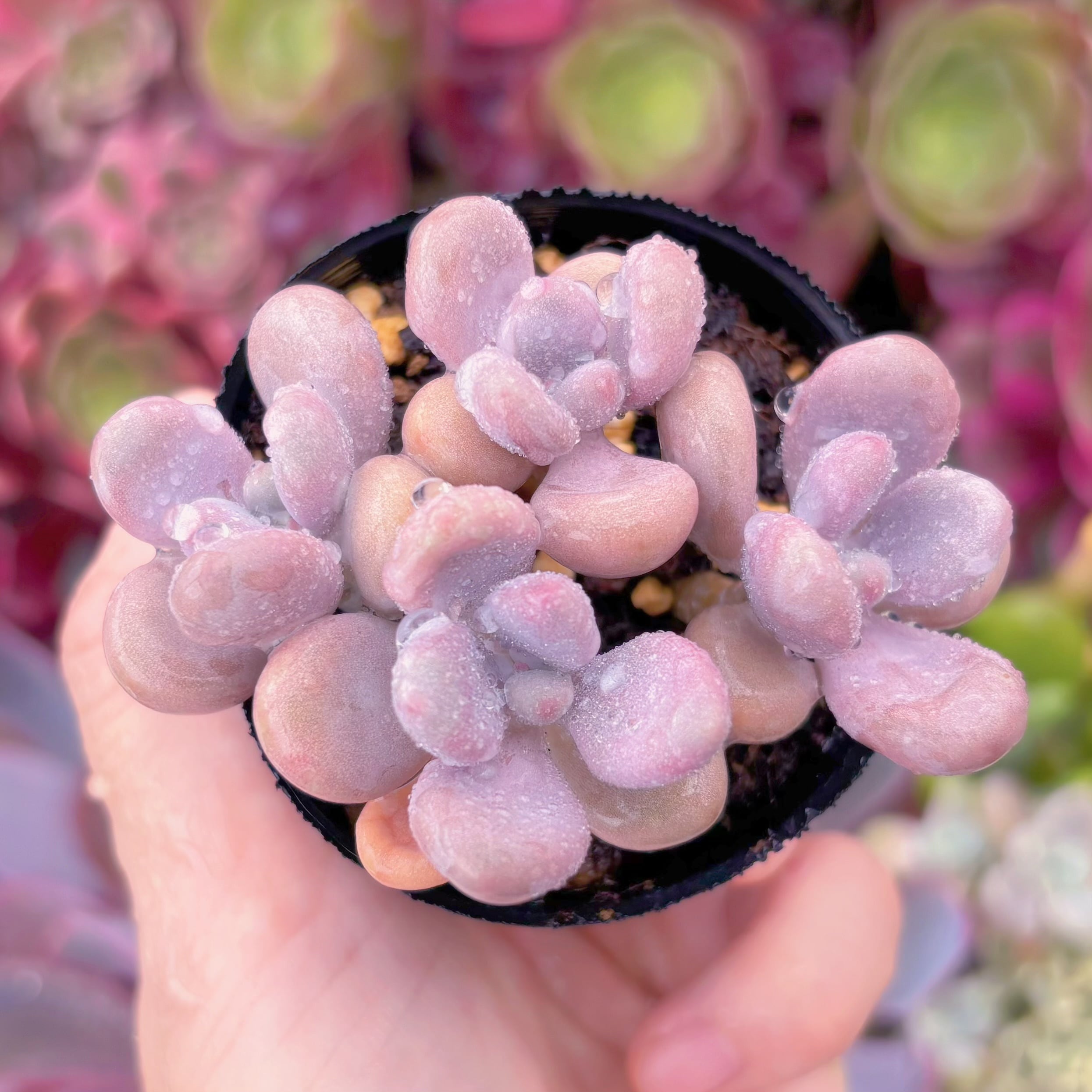 現品　桃卵#726　るる農園