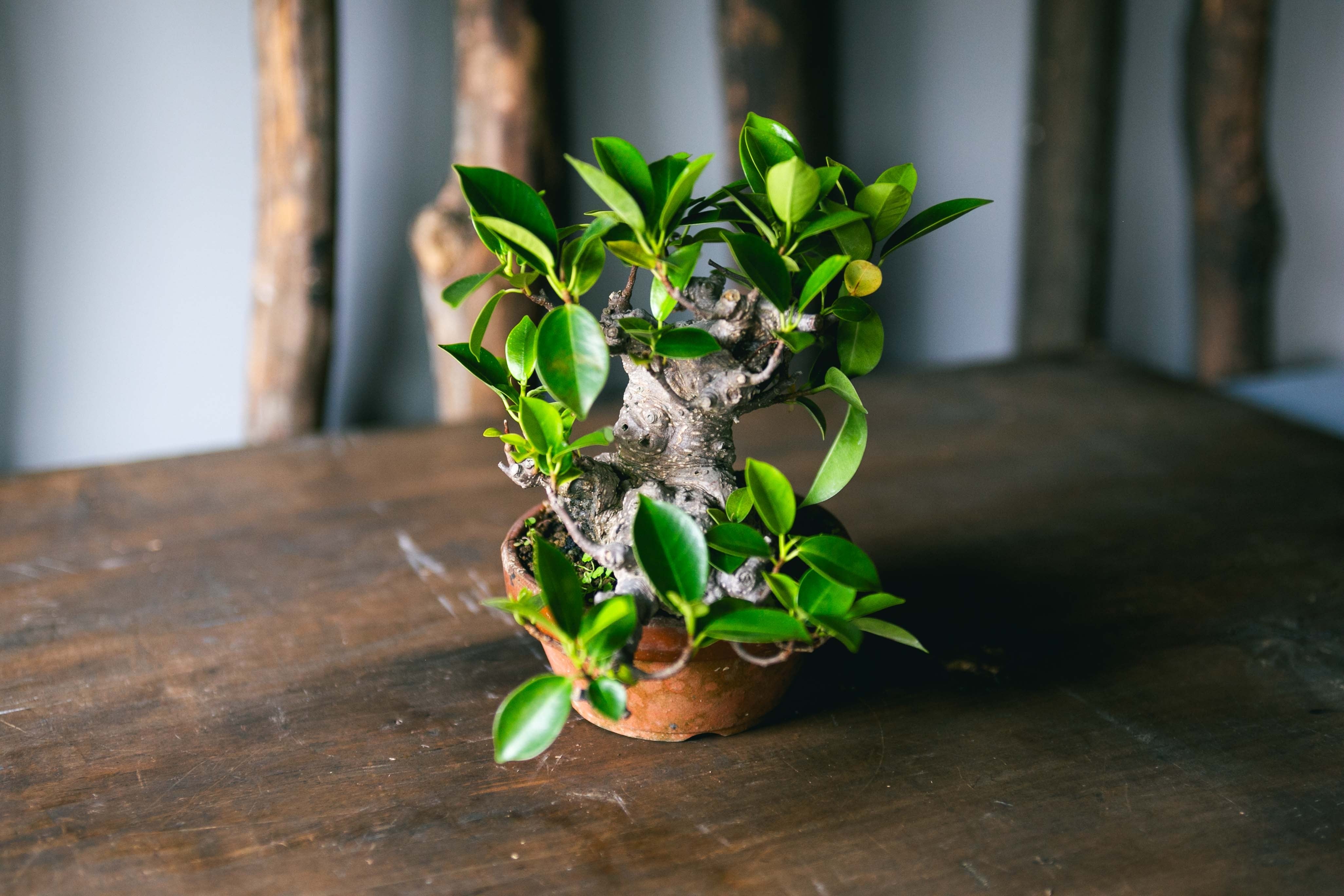琉球盆栽】Ficus microcarpa【古木ガジュマル】 | 青坊主-aobouzu-