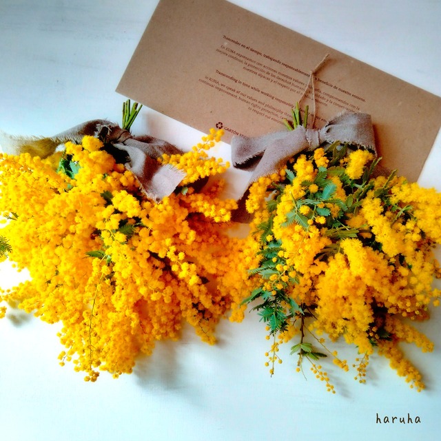 春を告げる花 ミモザのスワッグ ナチュラルな花束 のーふらわーのーらいふ お花かざりharuha はるは