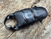 【WD】《ネブトクワガタ sp. 36mm ペア》