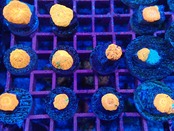 【お一人様一口迄】ベビガチャ