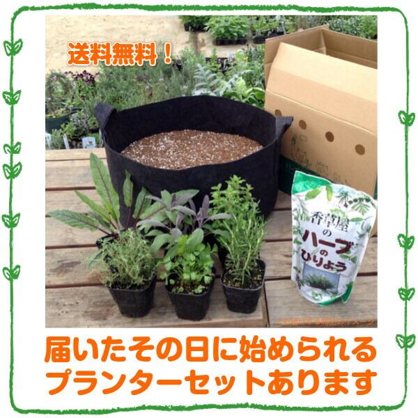 ハーブ 苗 セット レモンタイム 10個 | ハーブ苗のポタジェガーデン 本店