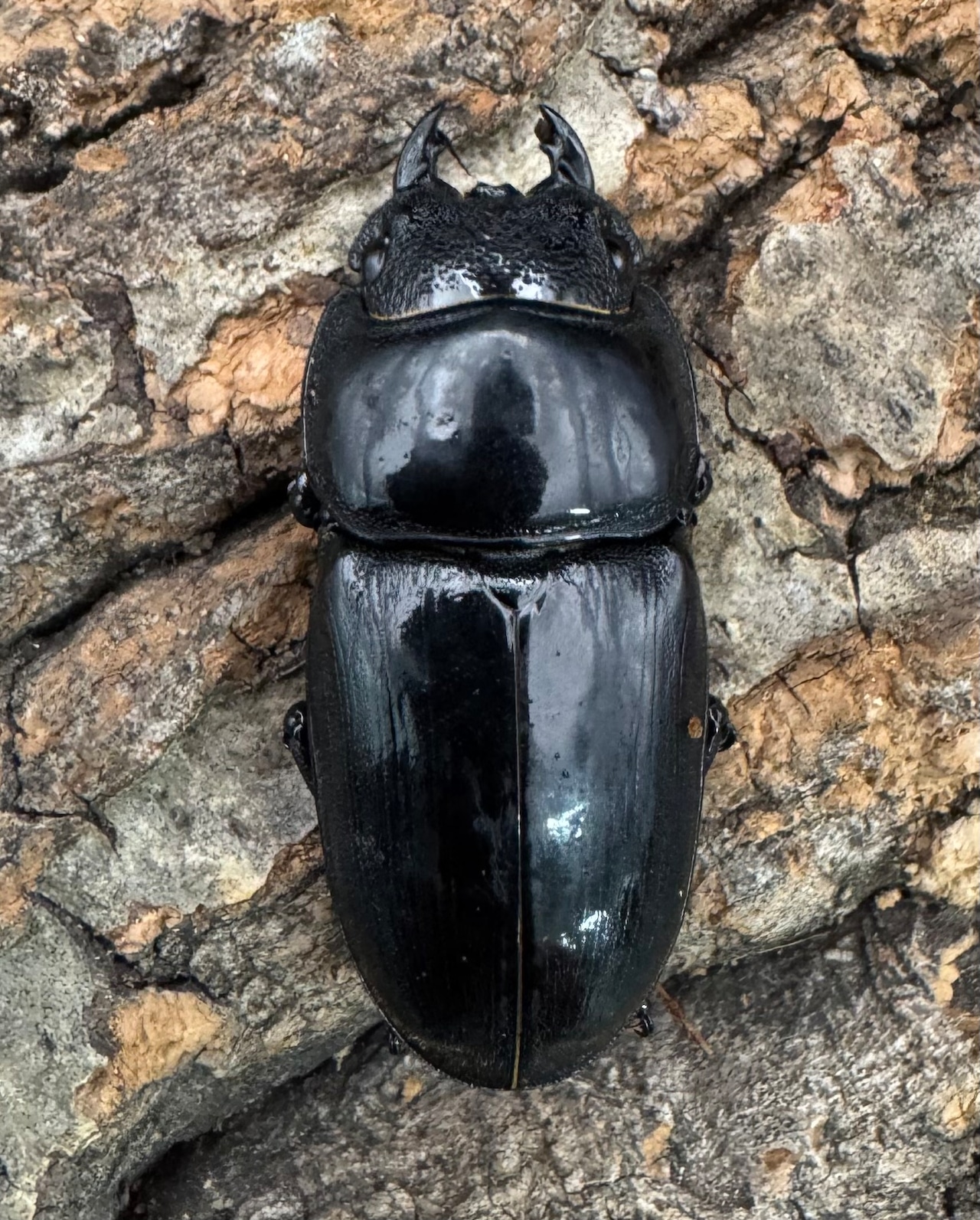 【WD】《アルキデスヒラタ アチェ産 長歯 87mm ペア》