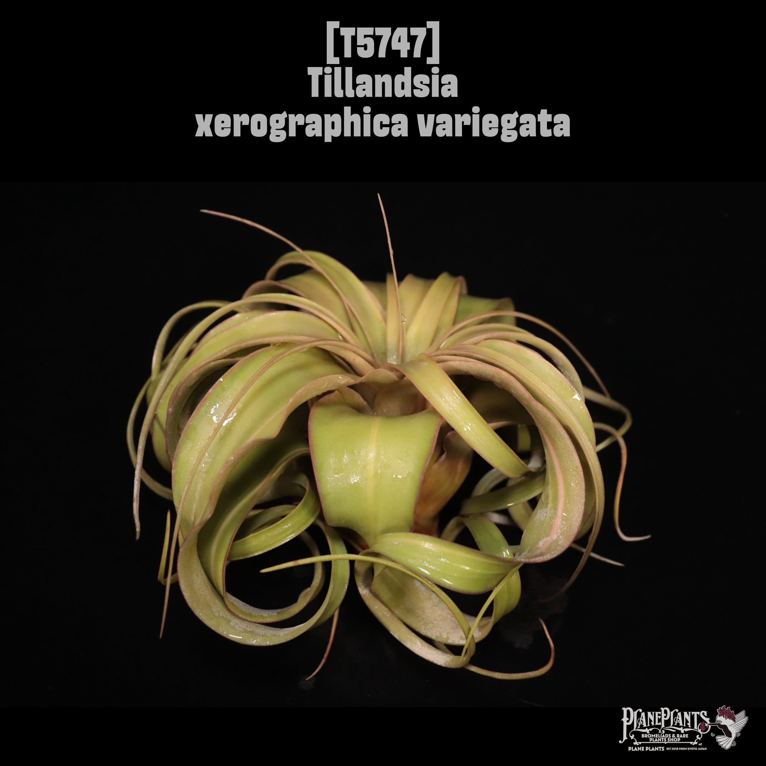 【reserved】Tillandsia xerographica variegata〔ティランジア〕T5747