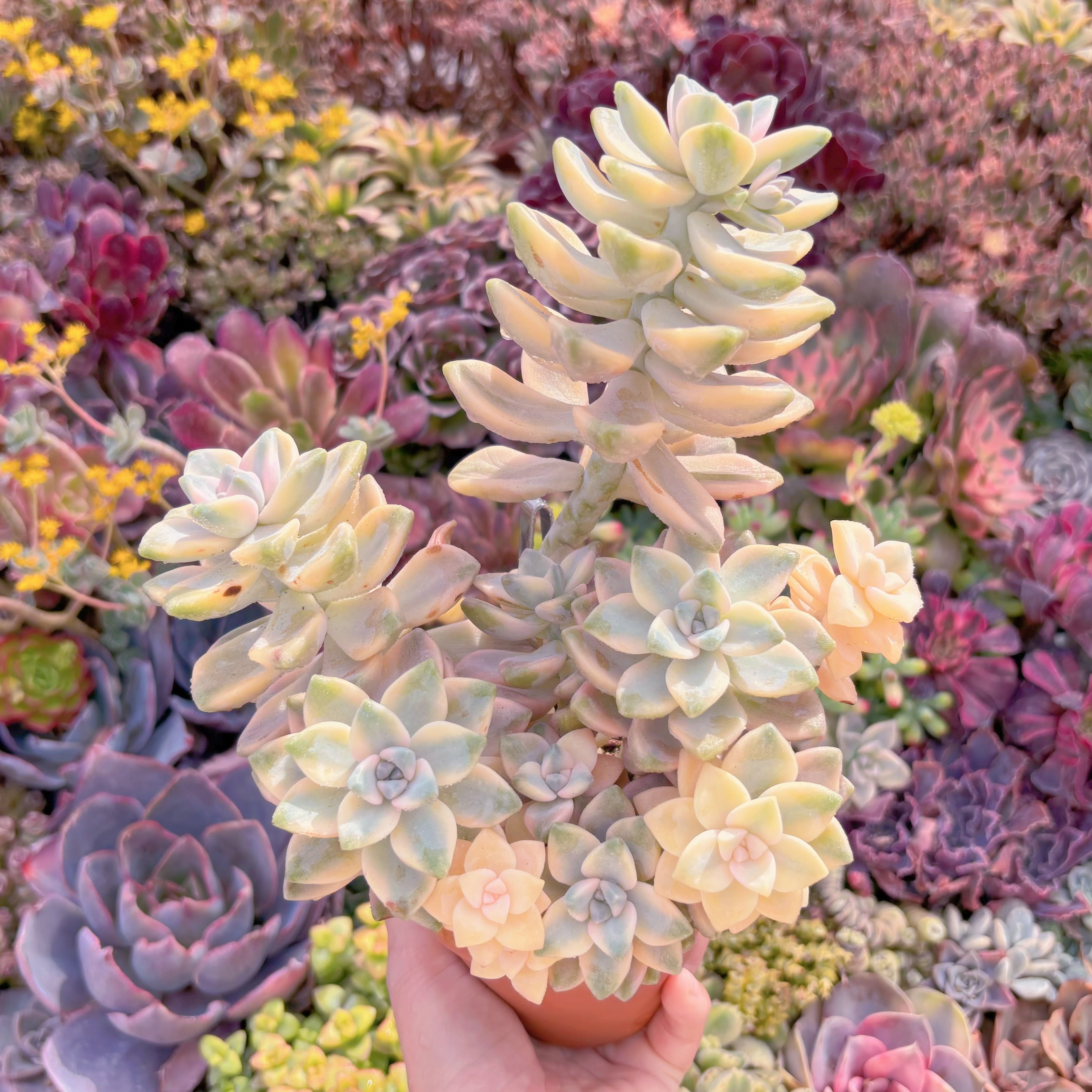 現品　杏子美人錦#M193　大苗　るる農園