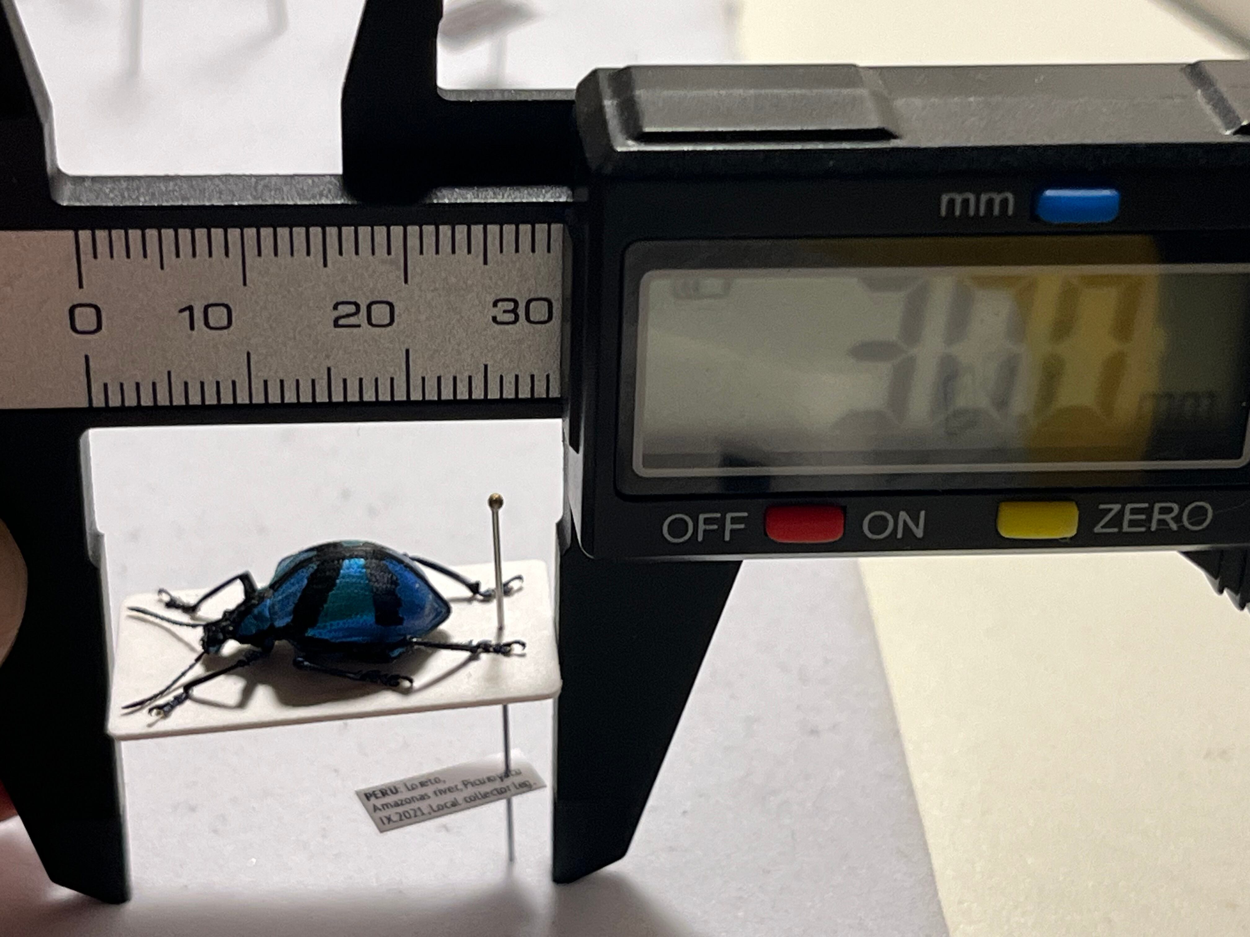 16mm】メタリックブルーゾウムシ ペルー産 昆虫標本Polyteles タマムシ