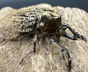 《ラモサスビロードヒナカブト 31mm ペア》