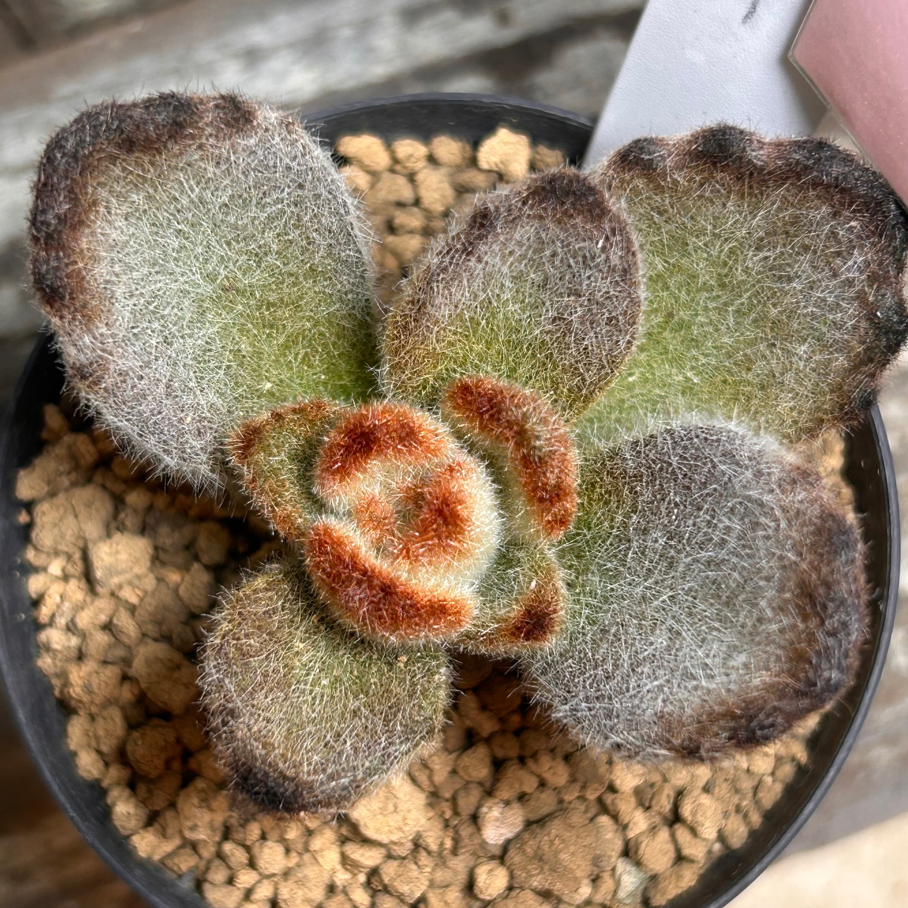 T) ブルーレンズ オブツーサ錦 ハオルチア | RuPo 多肉植物専門店