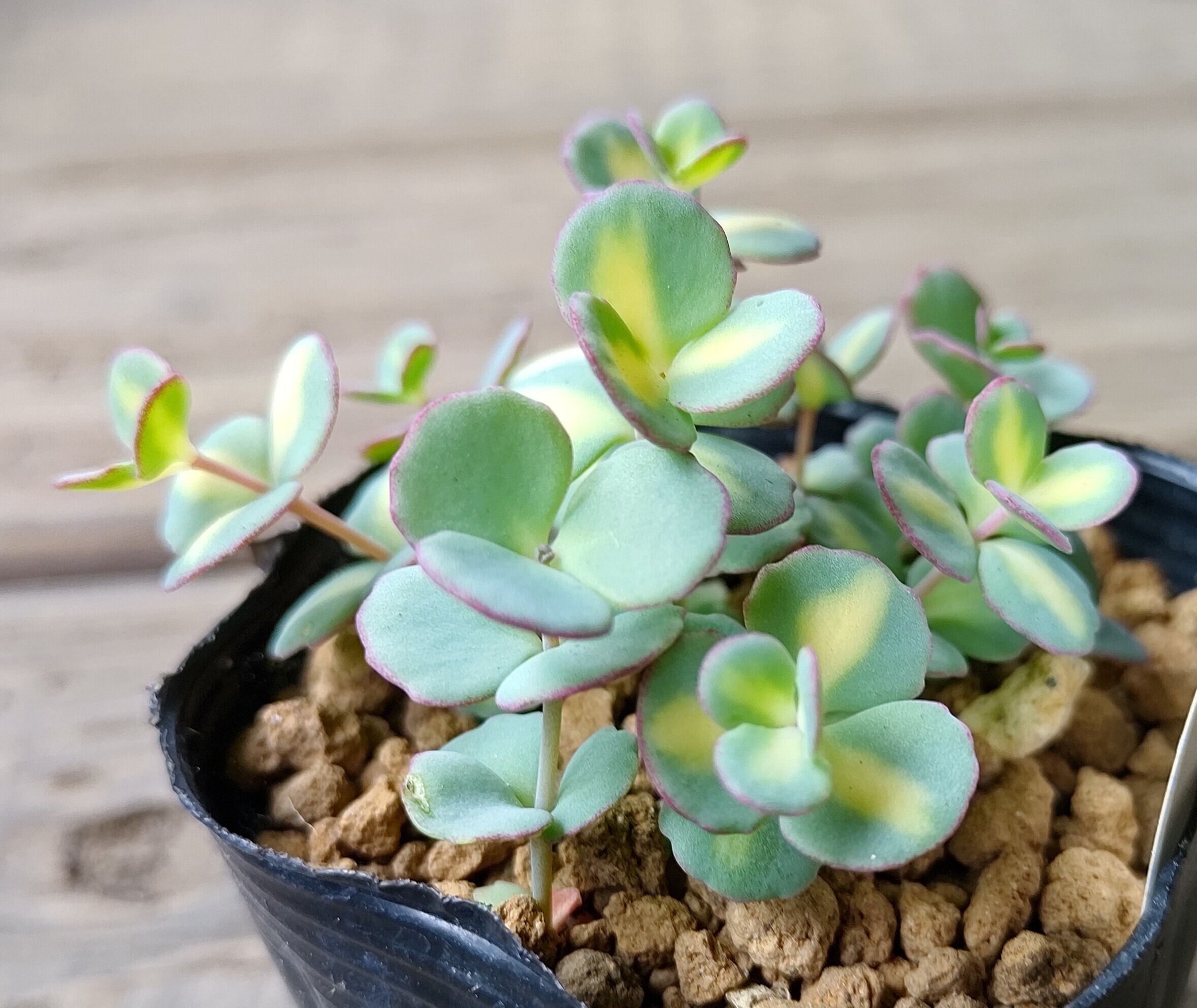 斑入りミセバヤ | RuPo 多肉植物専門店