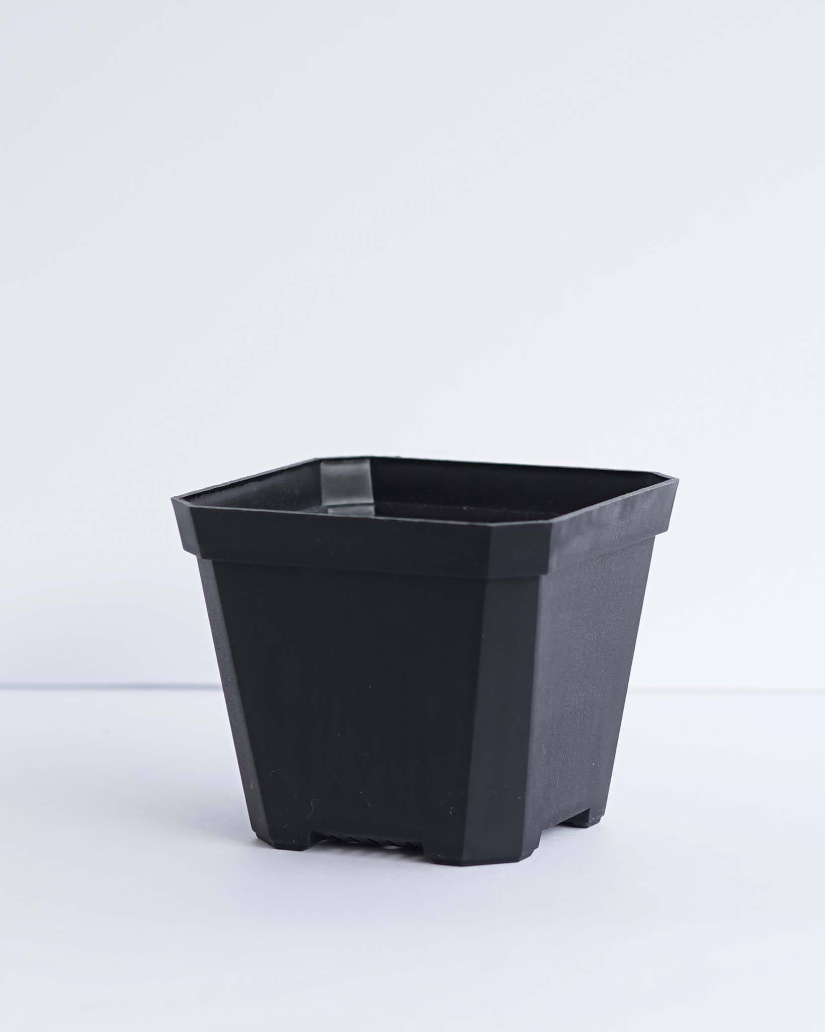 Solid Square Pot 10cm ブラック | PUKUBOOK SUCCULENTS