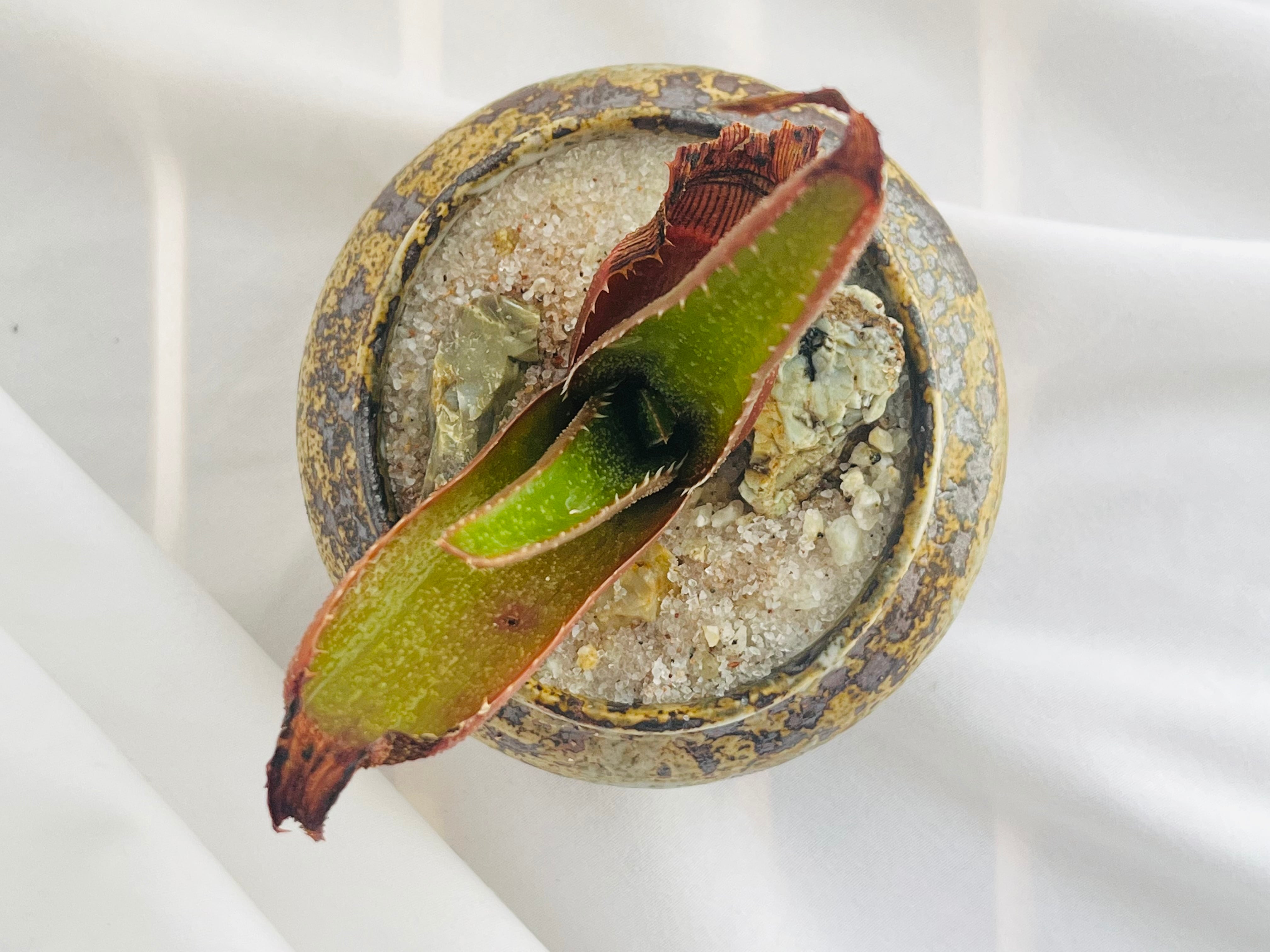 Aloe thorncroftii アロエ ソーンクロフティ 多肉植物 | plants MARU