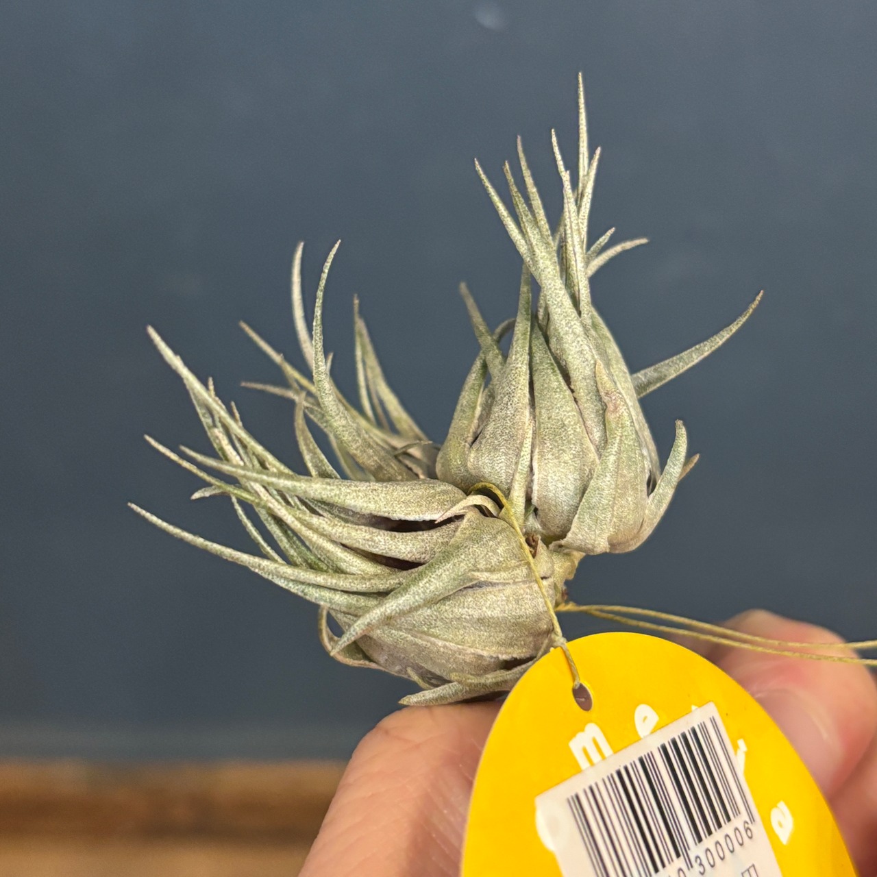 【BASE抽選販売(限定価格)】 チランジア　カウツキー