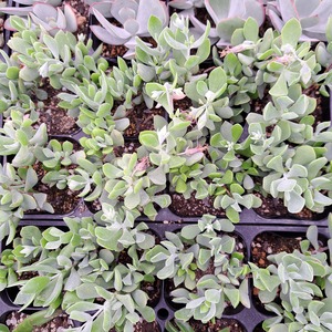 多肉植物　テインカーベル(コチレドン)　9センチポット苗
